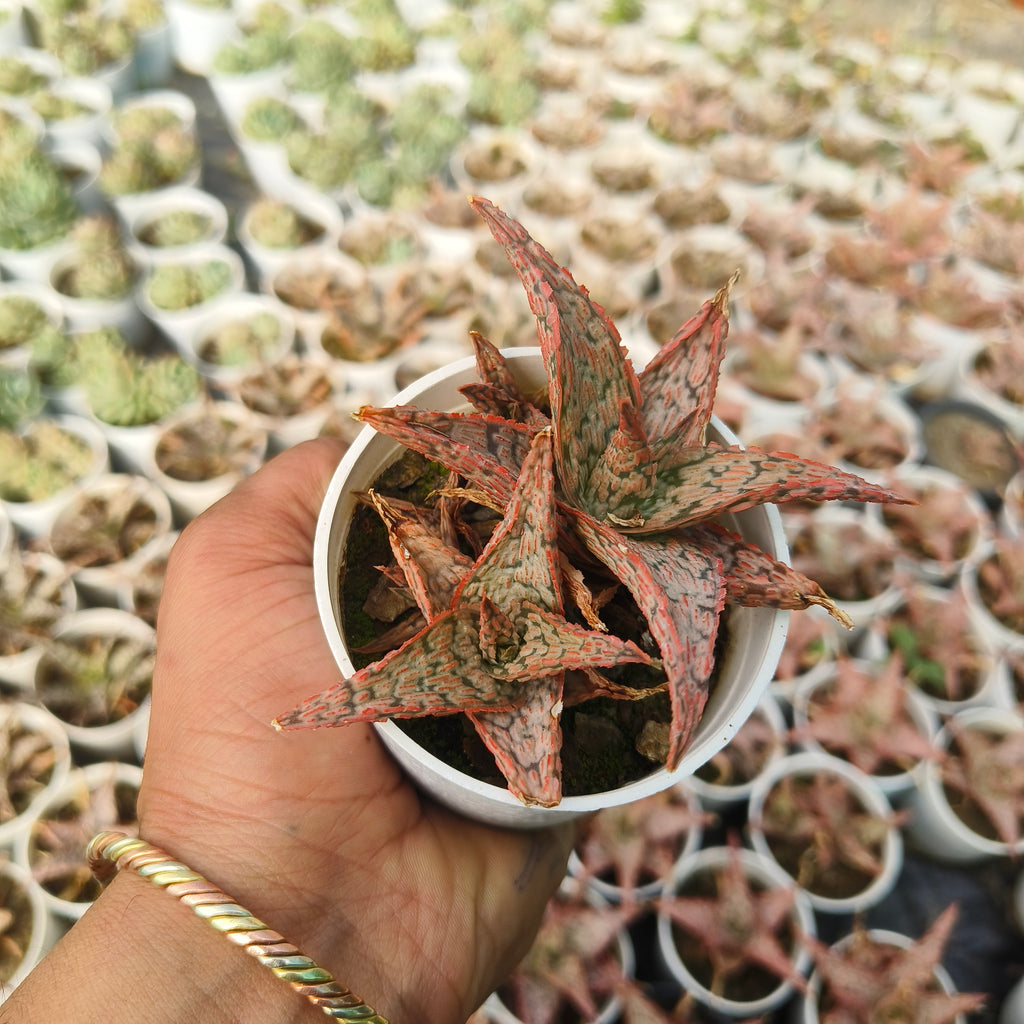 aloe christmas carol