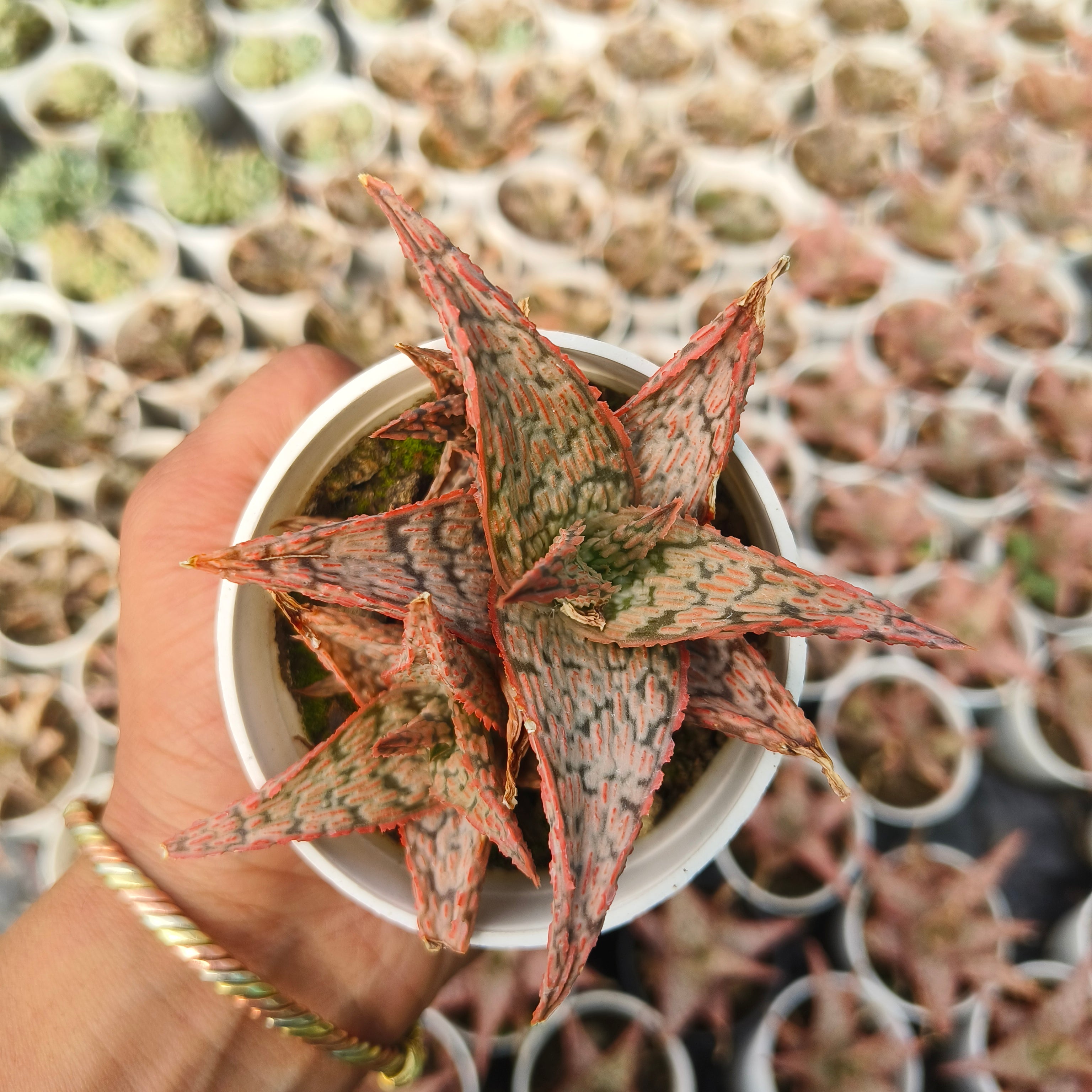aloe christmas carol