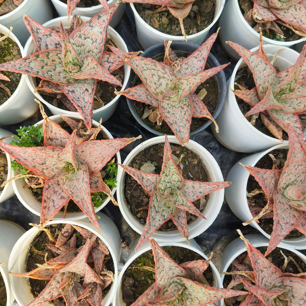 aloe christmas carol