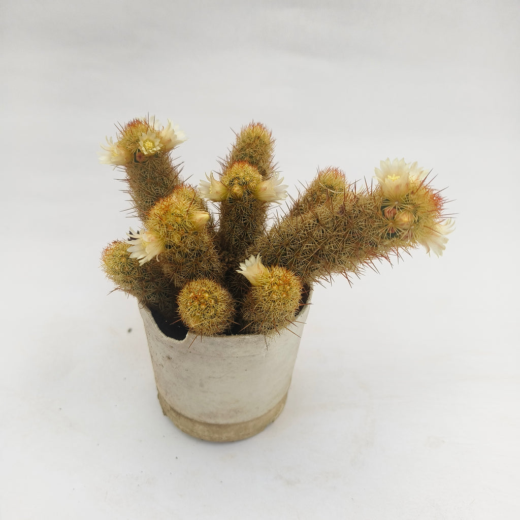 Ladyfinger Cactus (Mammillaria elongata)