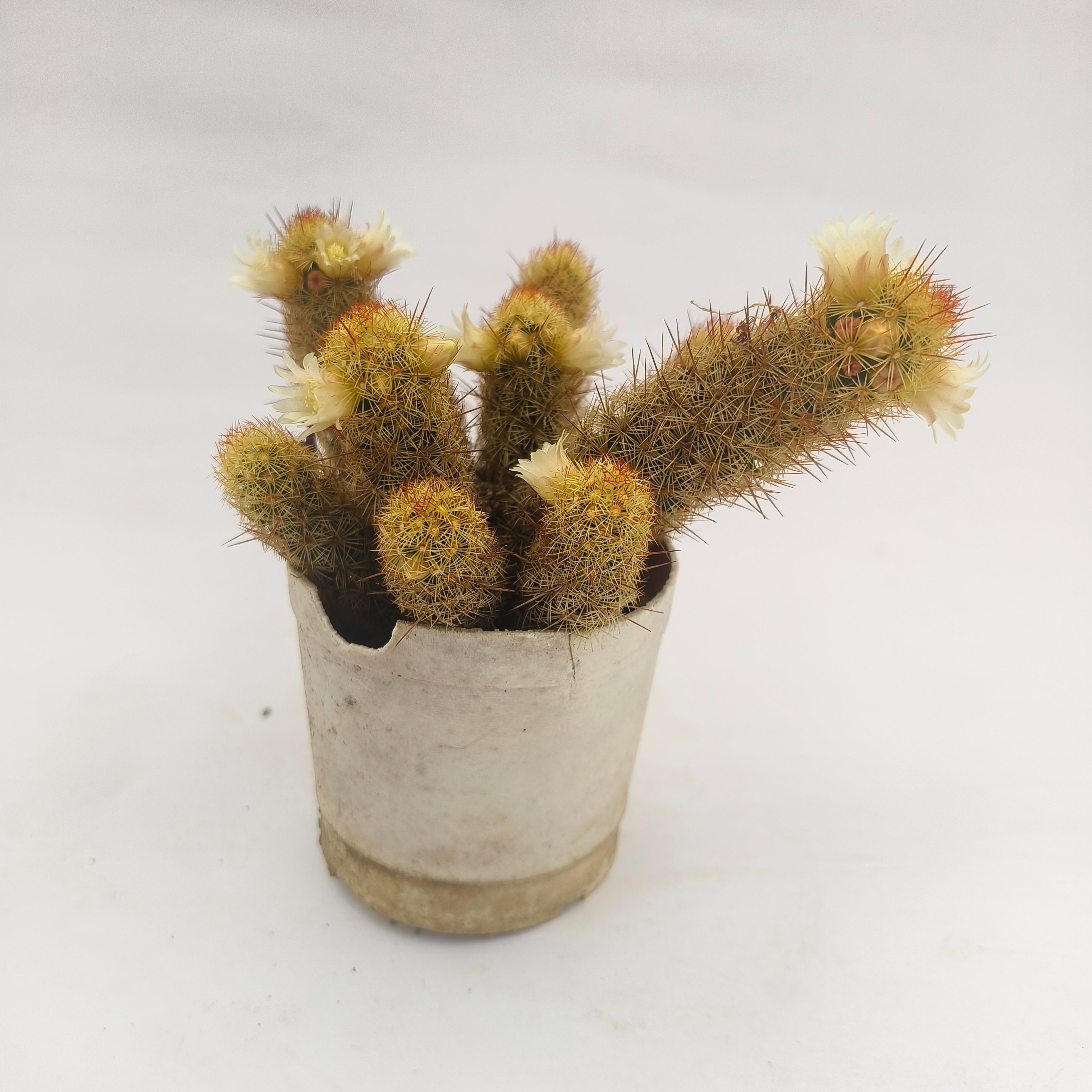 Ladyfinger Cactus (Mammillaria elongata)