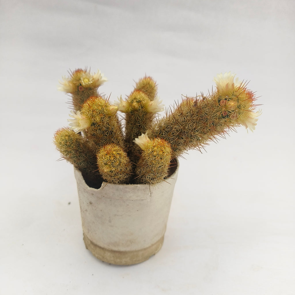 Ladyfinger Cactus (Mammillaria elongata)