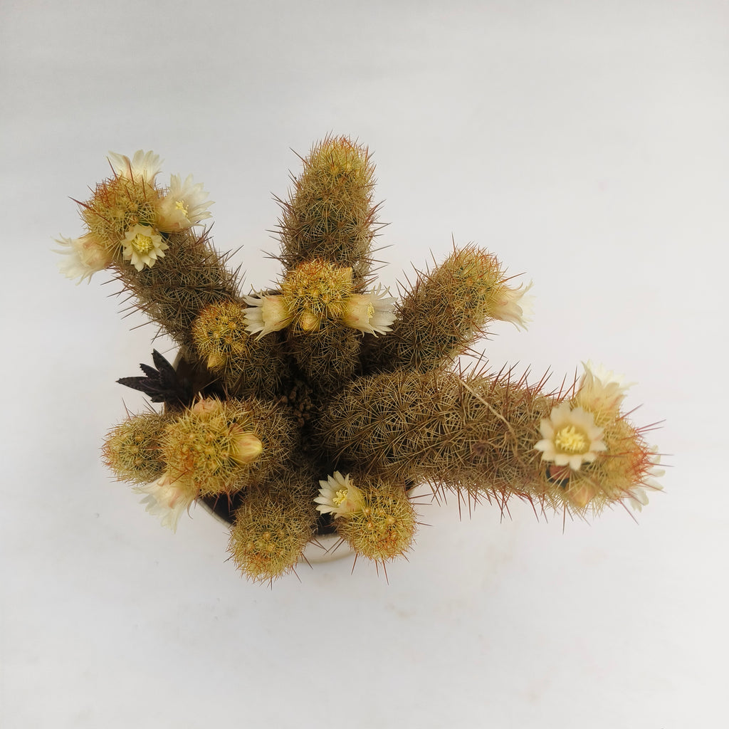 Ladyfinger Cactus (Mammillaria elongata)