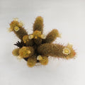 Ladyfinger Cactus (Mammillaria elongata)