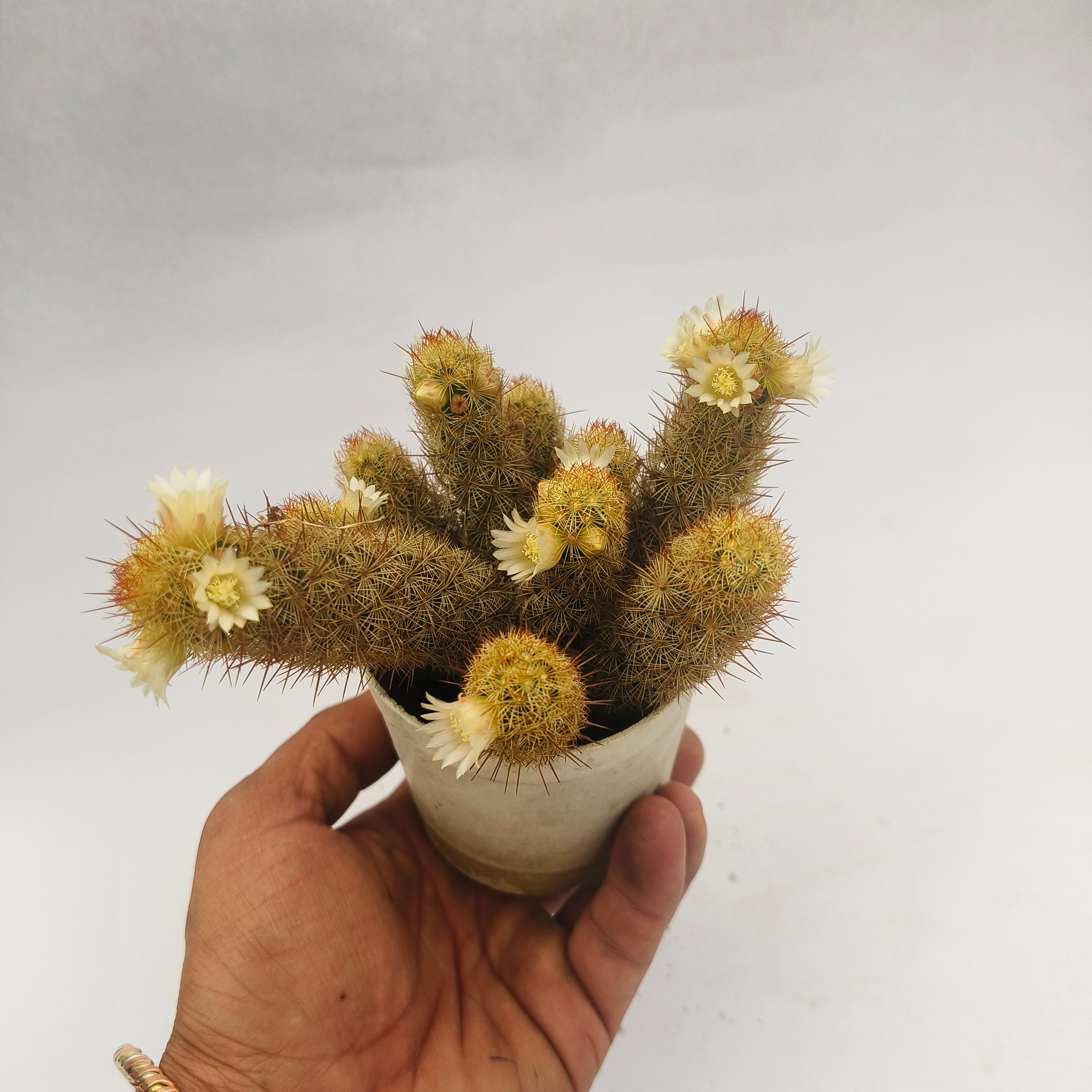 Ladyfinger Cactus (Mammillaria elongata)