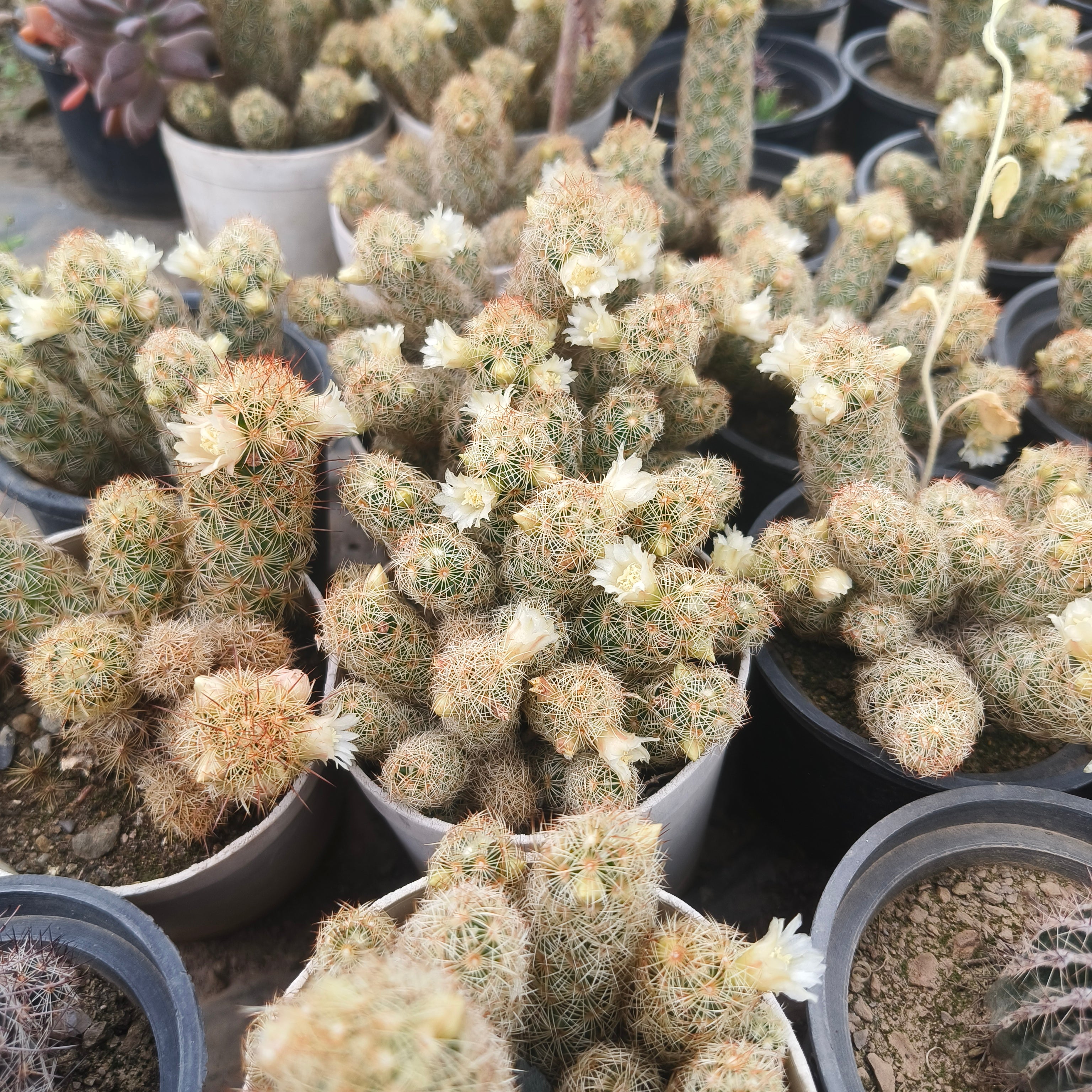 Ladyfinger Cactus (Mammillaria elongata)
