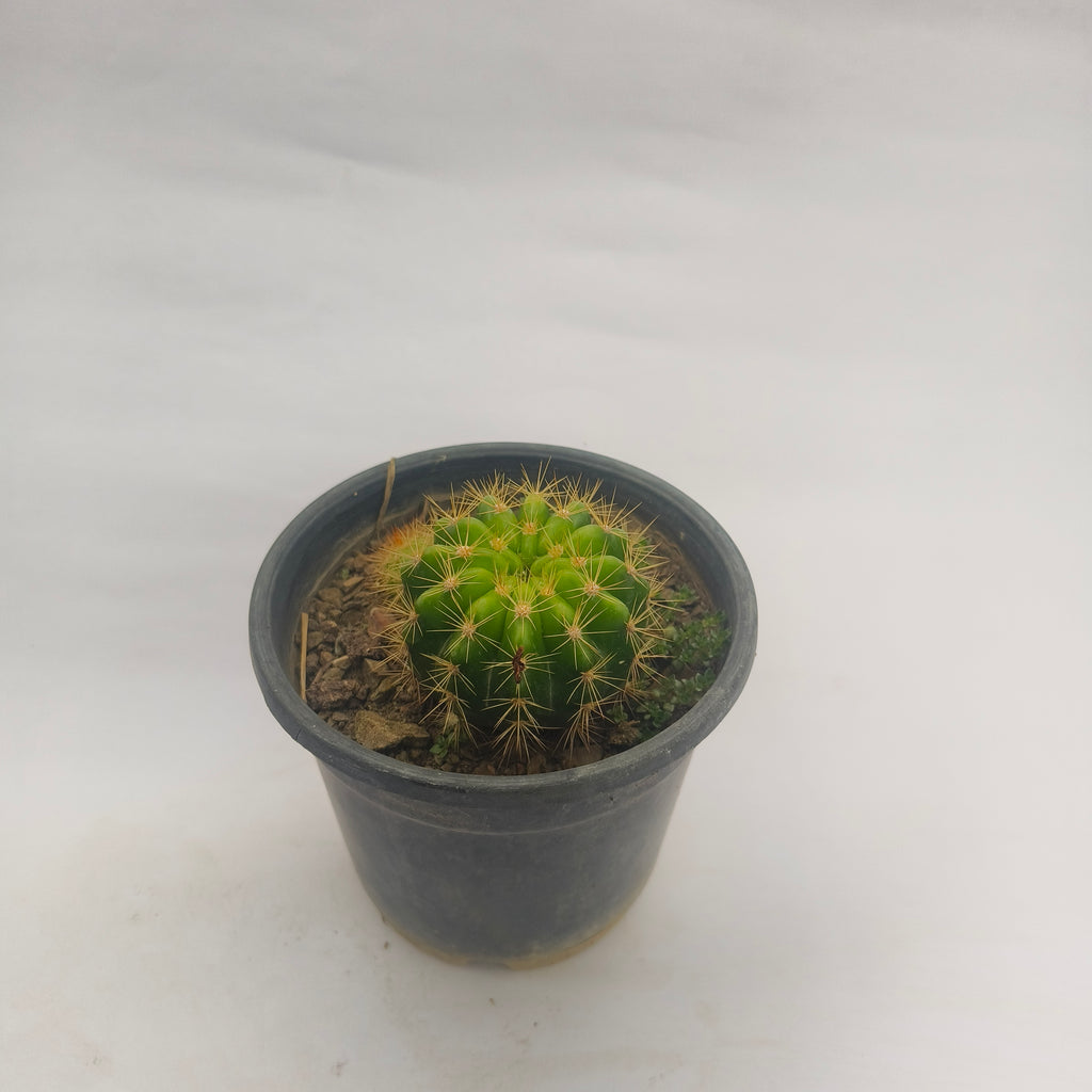 Ball Cactus