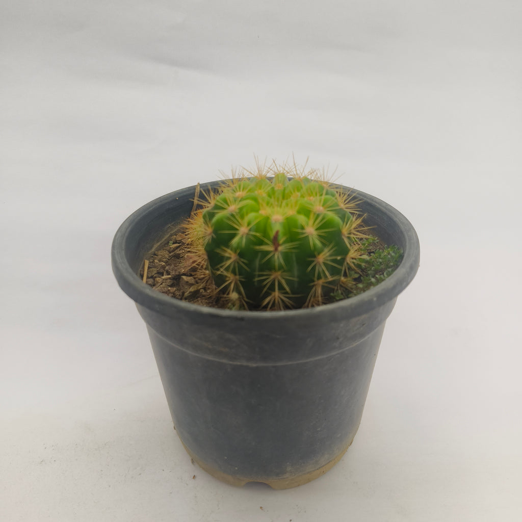 Ball Cactus