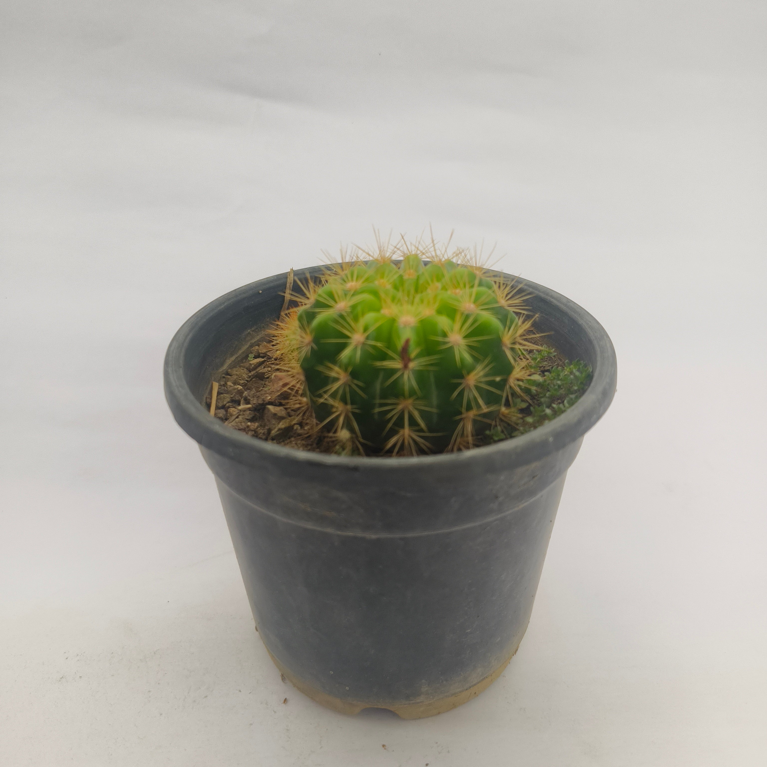 Ball Cactus