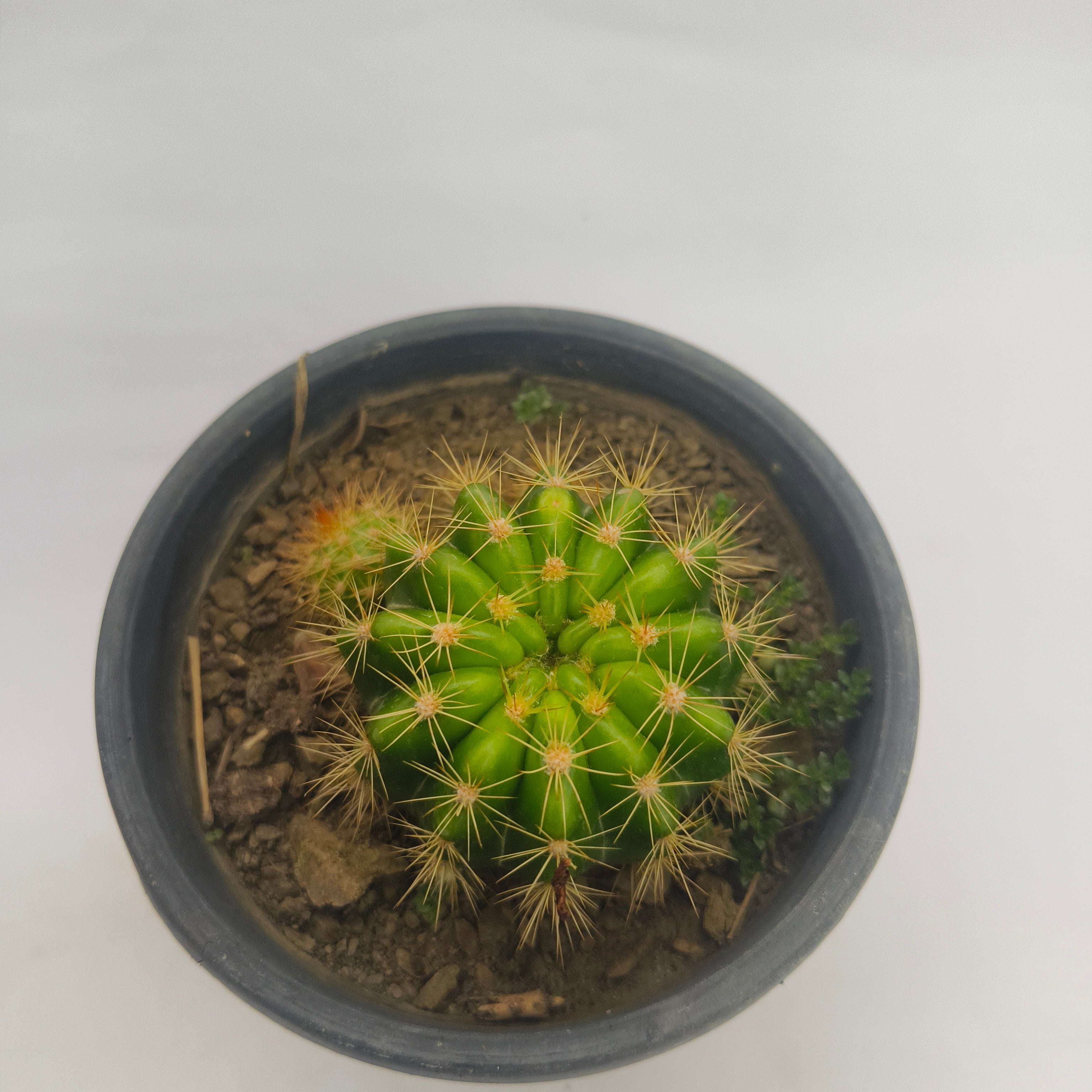 Ball Cactus