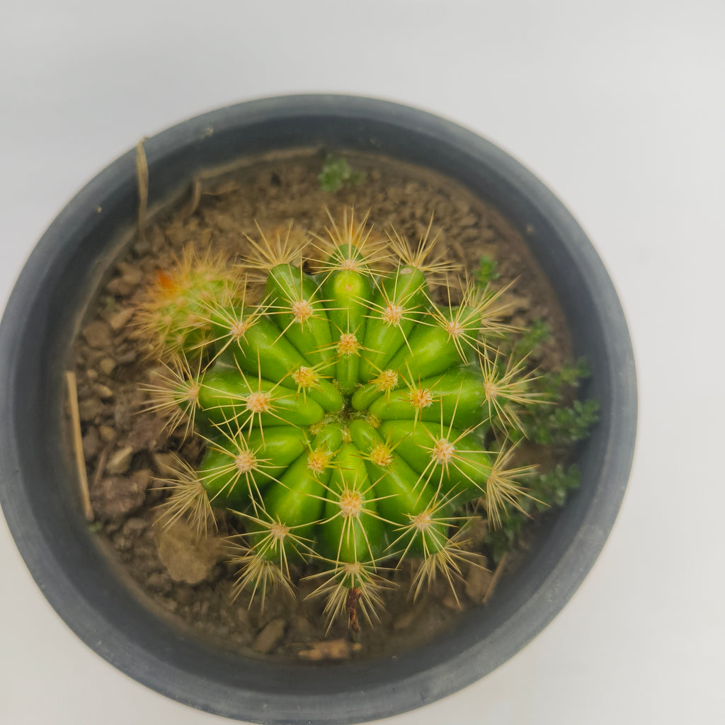 Ball Cactus
