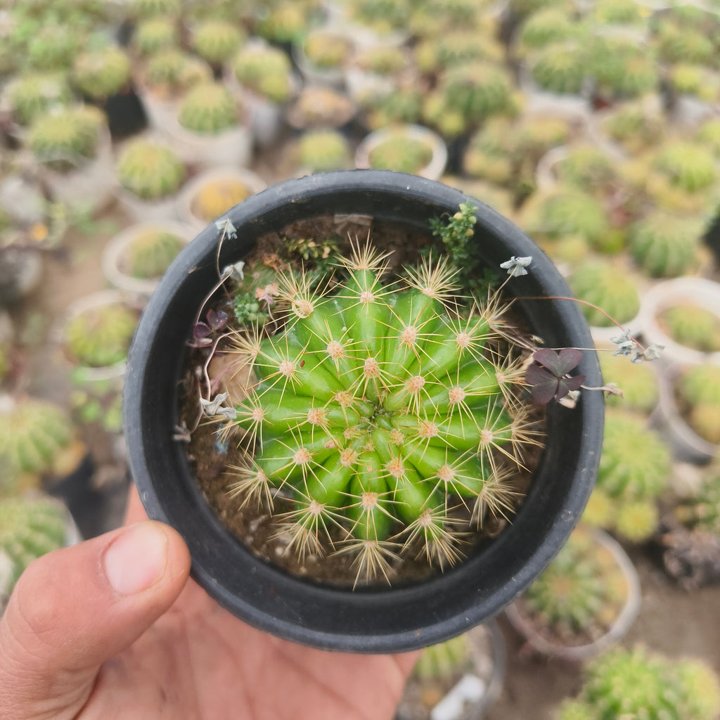 Ball Cactus