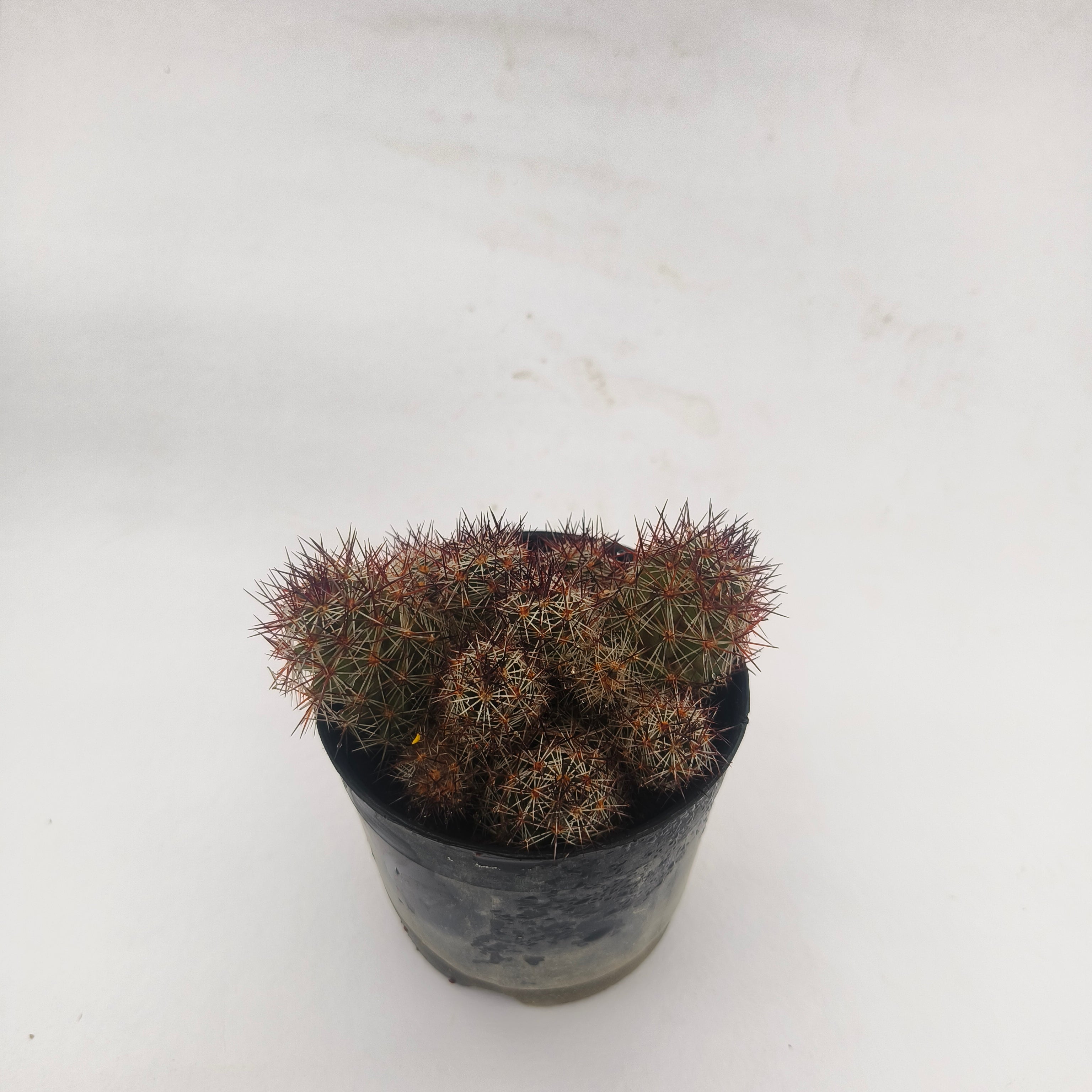 mammillaria baneckii