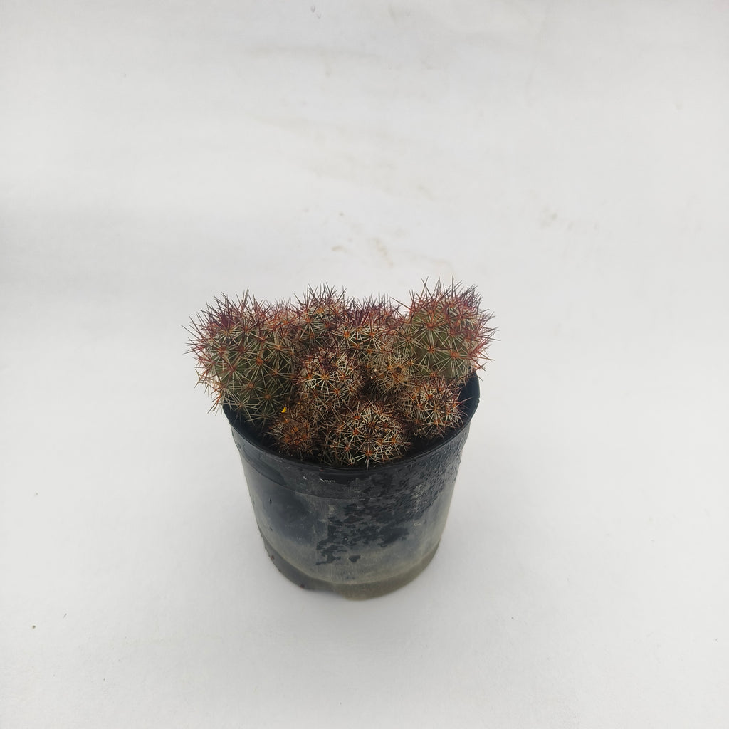 mammillaria baneckii