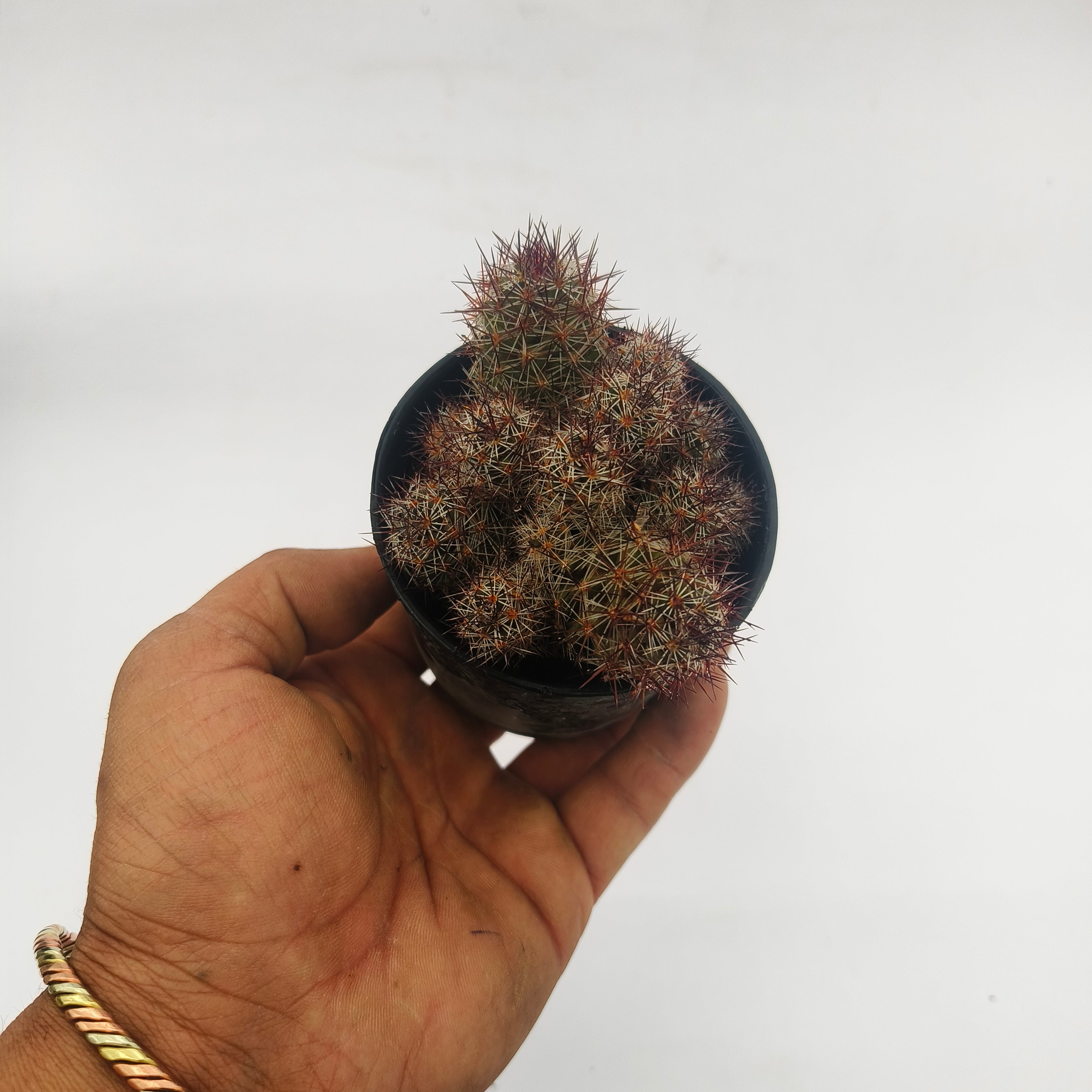 mammillaria baneckii