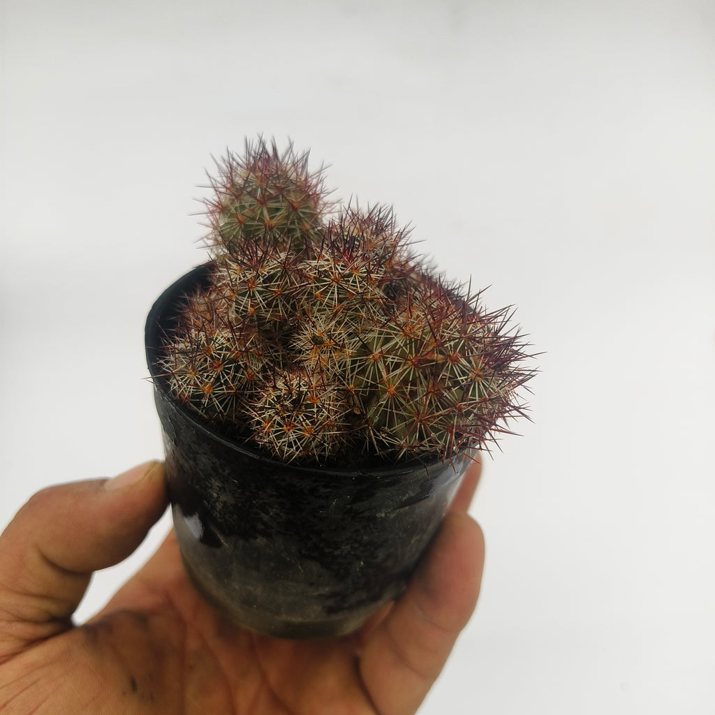 mammillaria baneckii