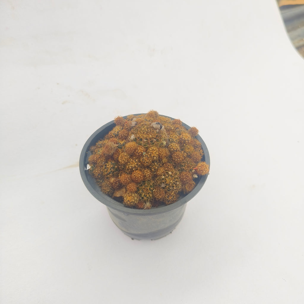 Sulcorebutia