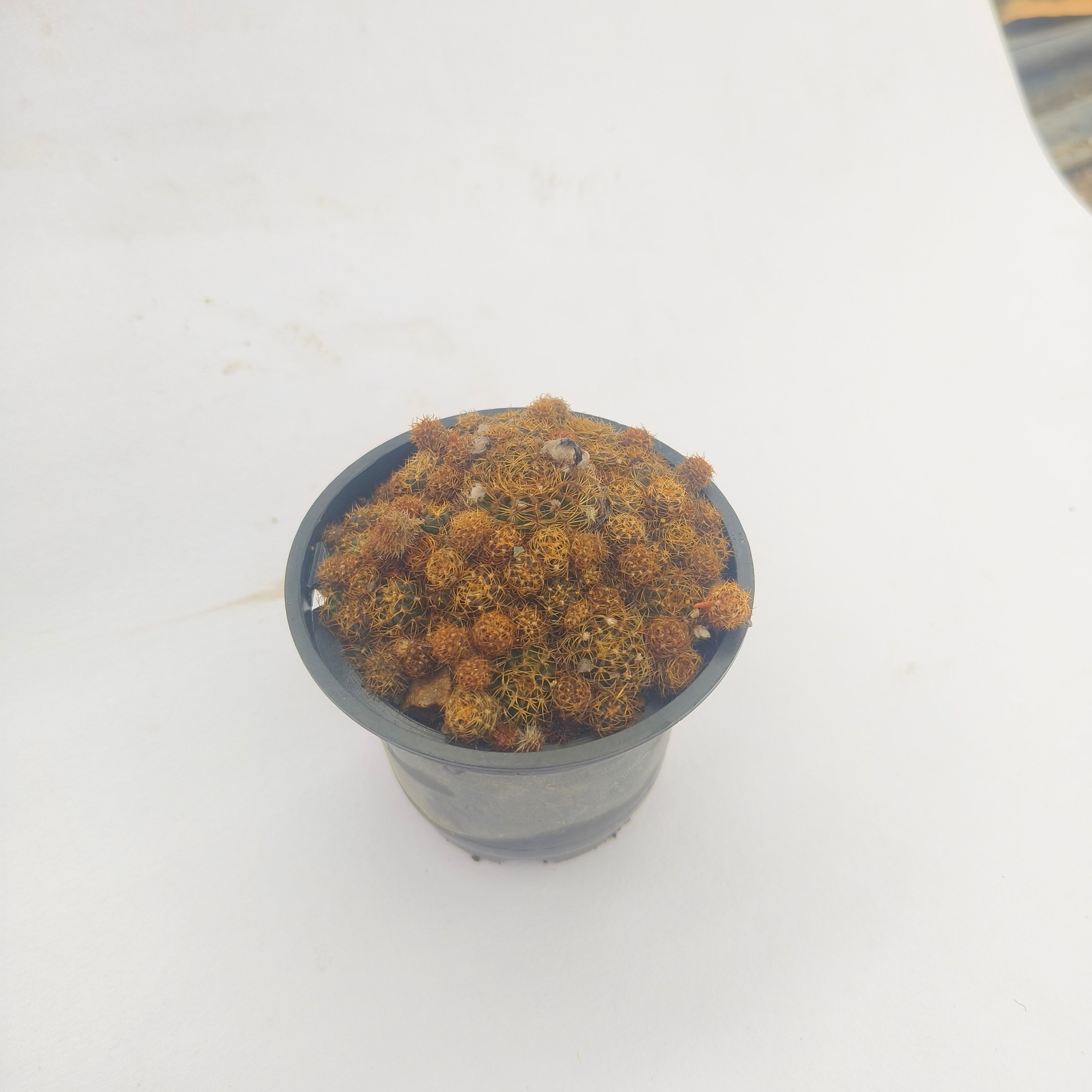 Sulcorebutia