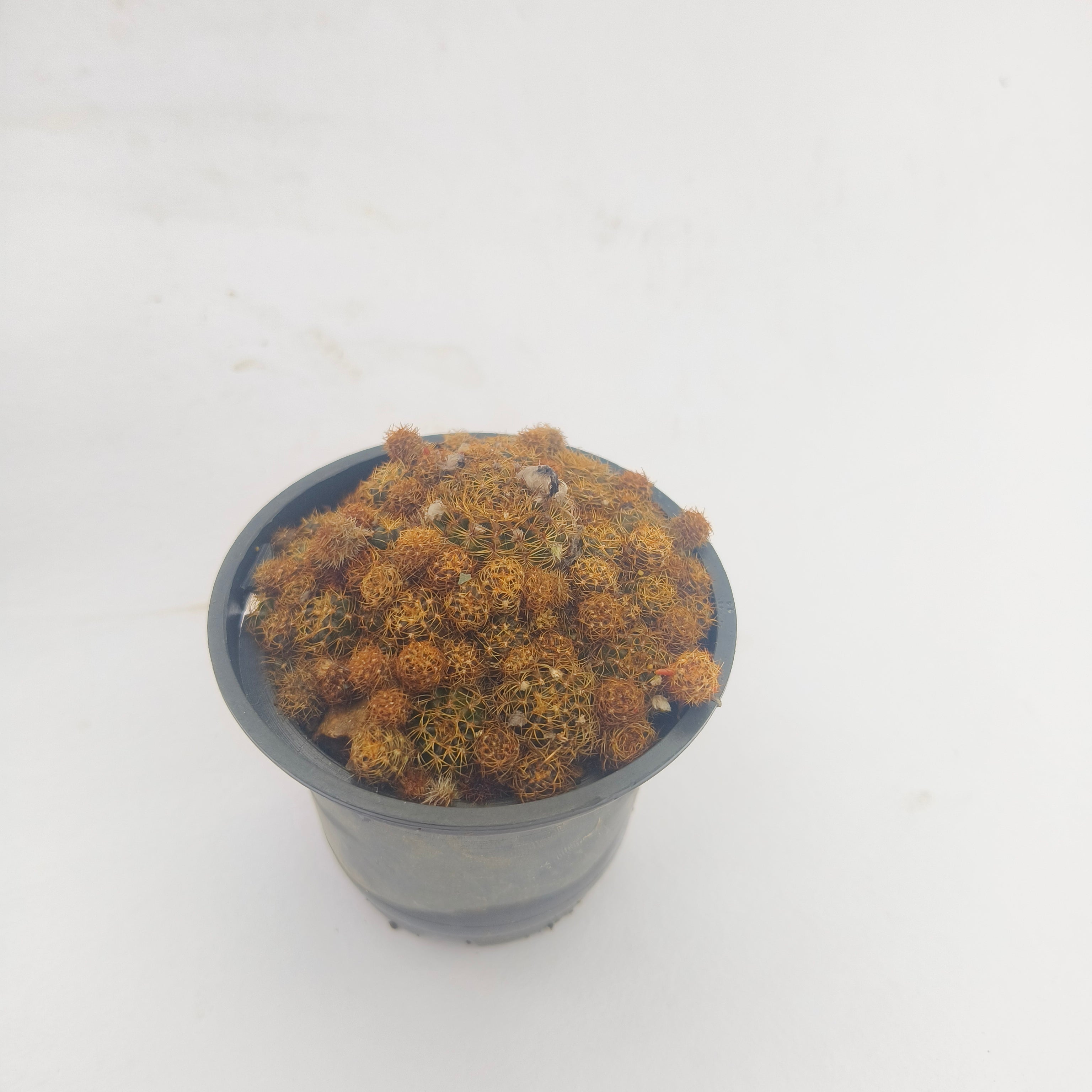 Sulcorebutia