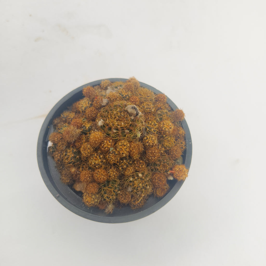 Sulcorebutia