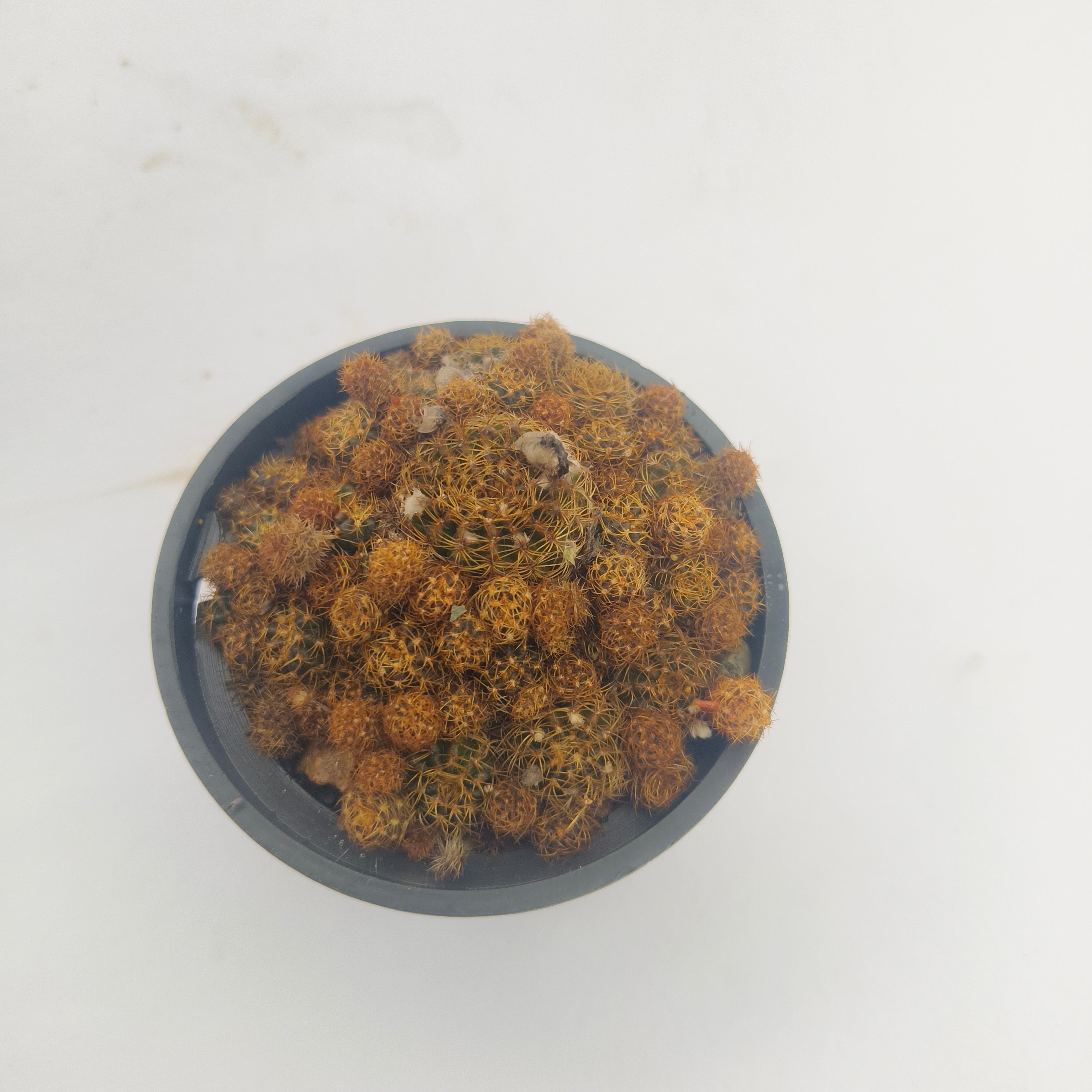 Sulcorebutia