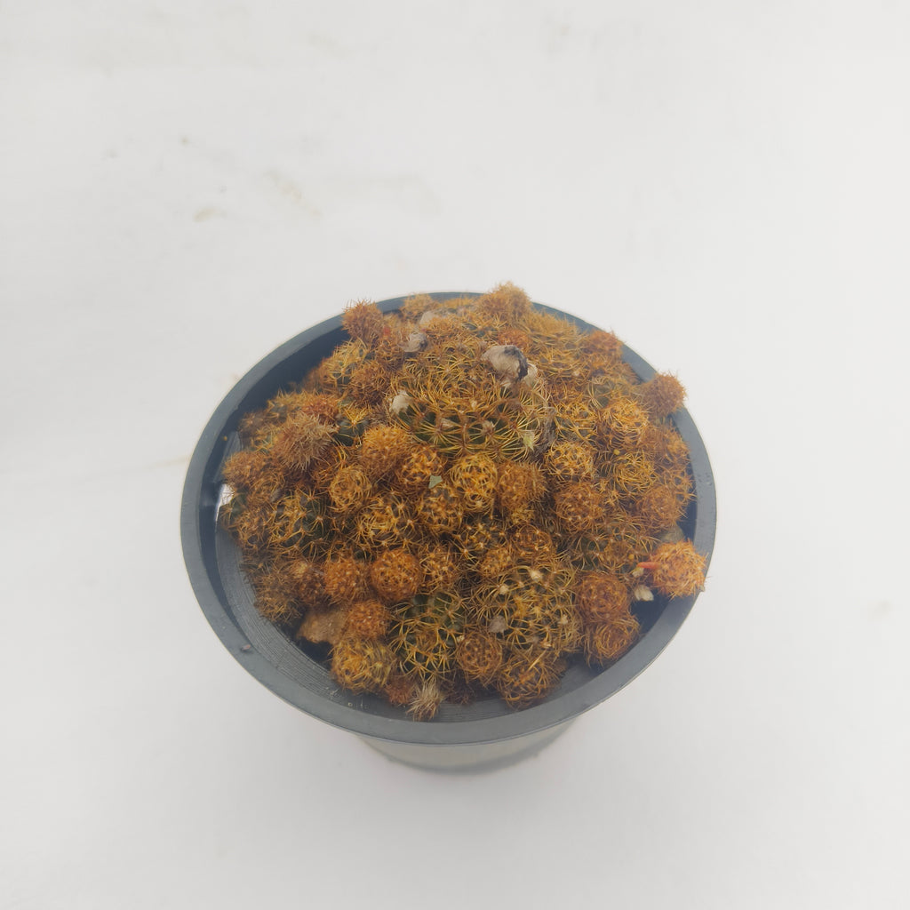 Sulcorebutia