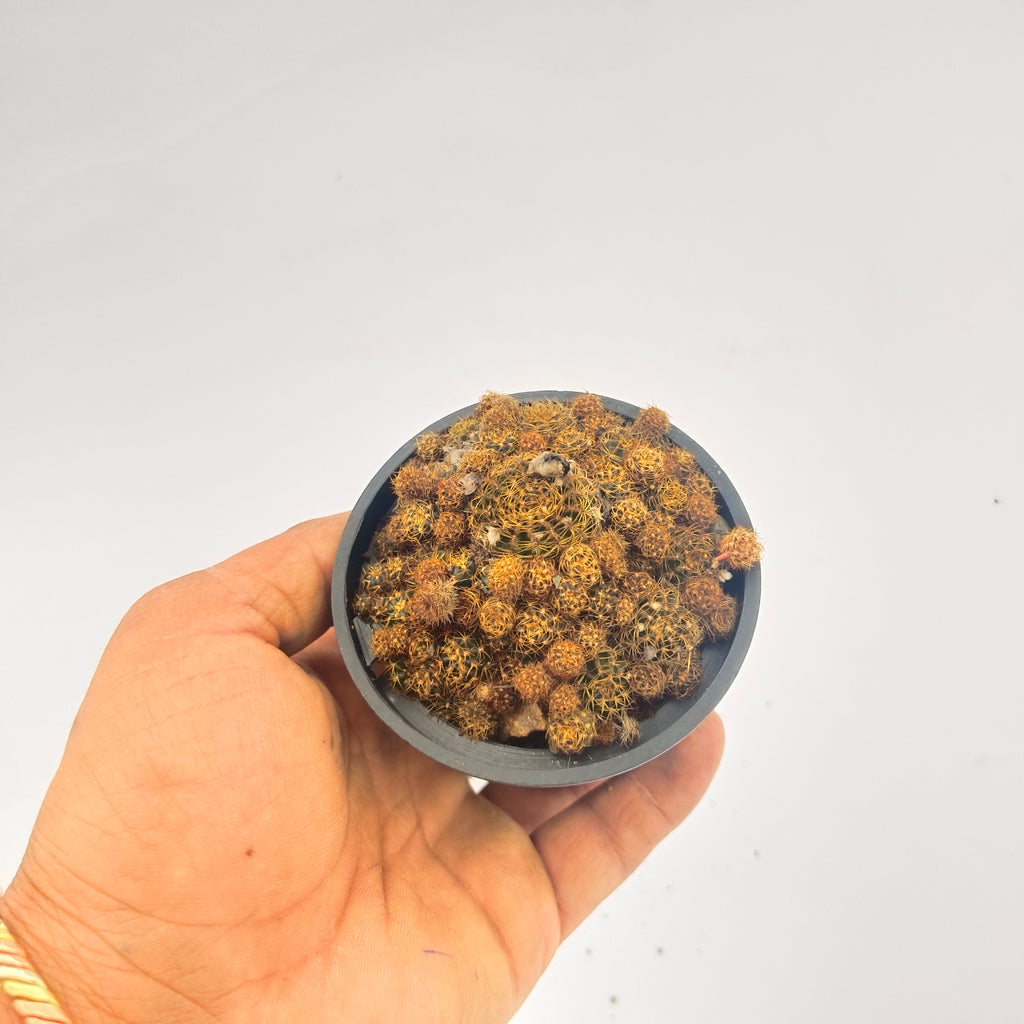 Sulcorebutia