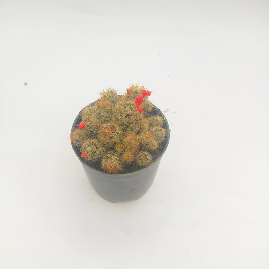 mammillaria prolifera