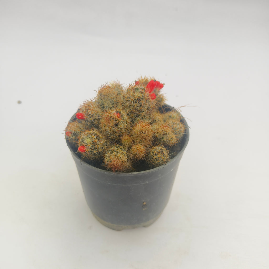 mammillaria prolifera