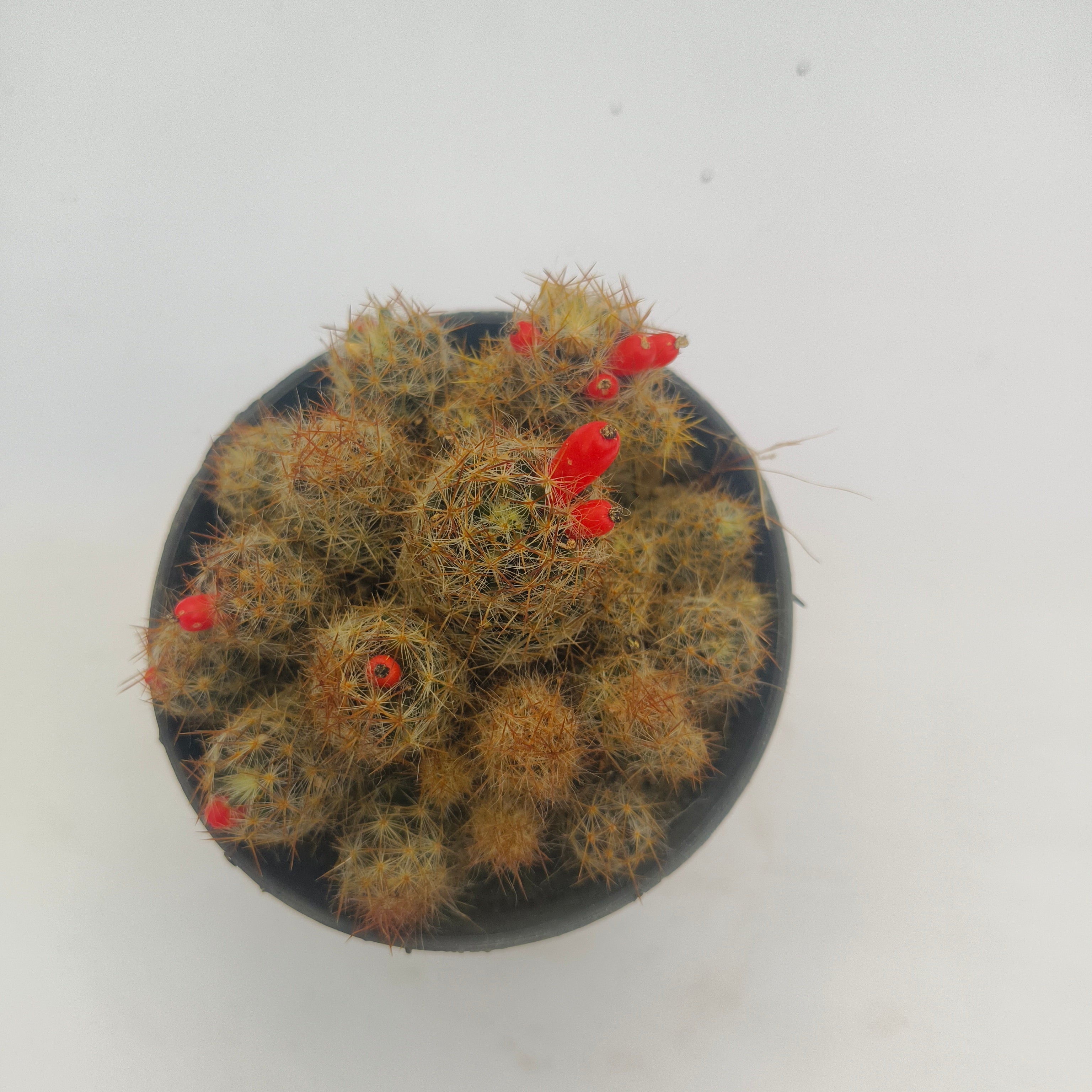 mammillaria prolifera