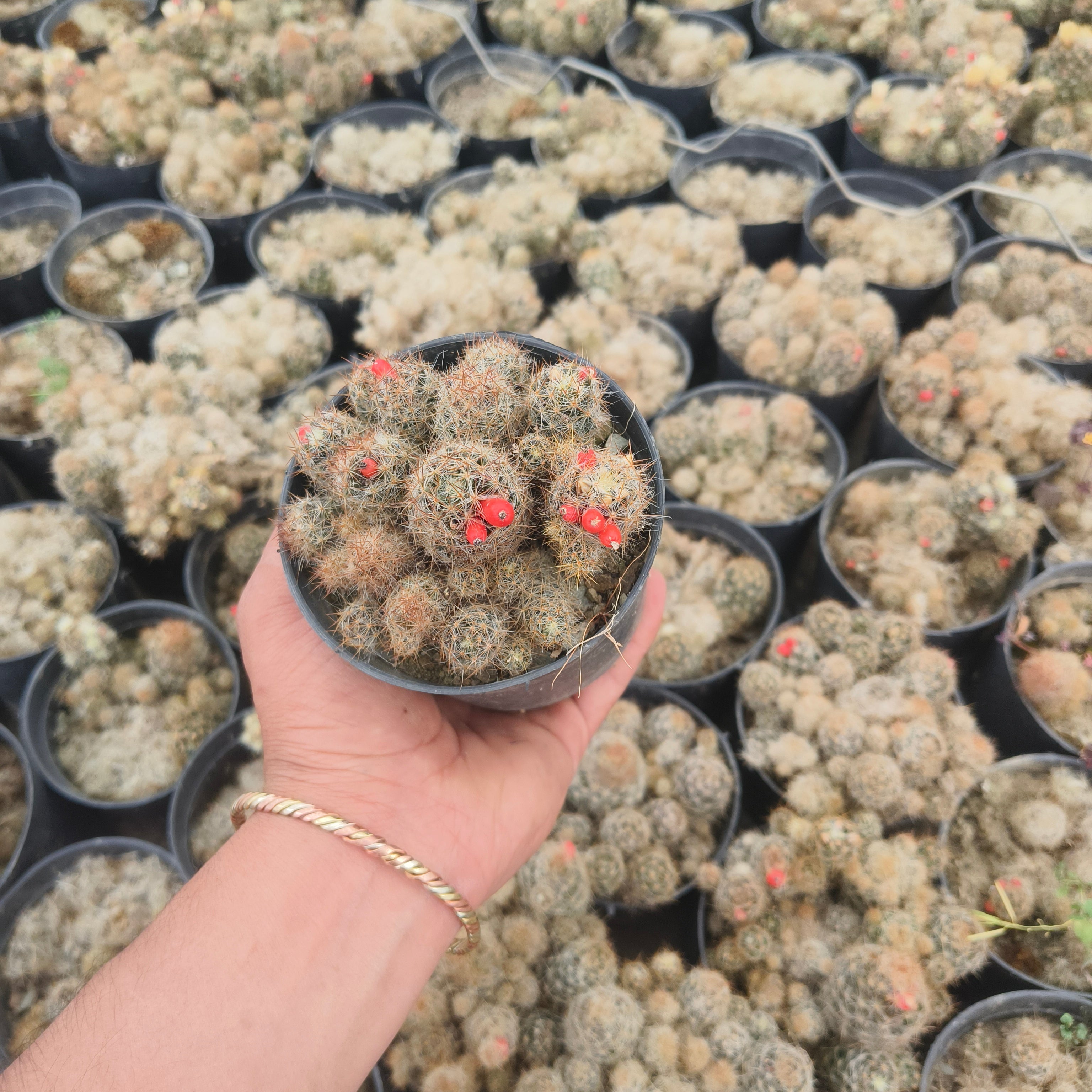 mammillaria prolifera