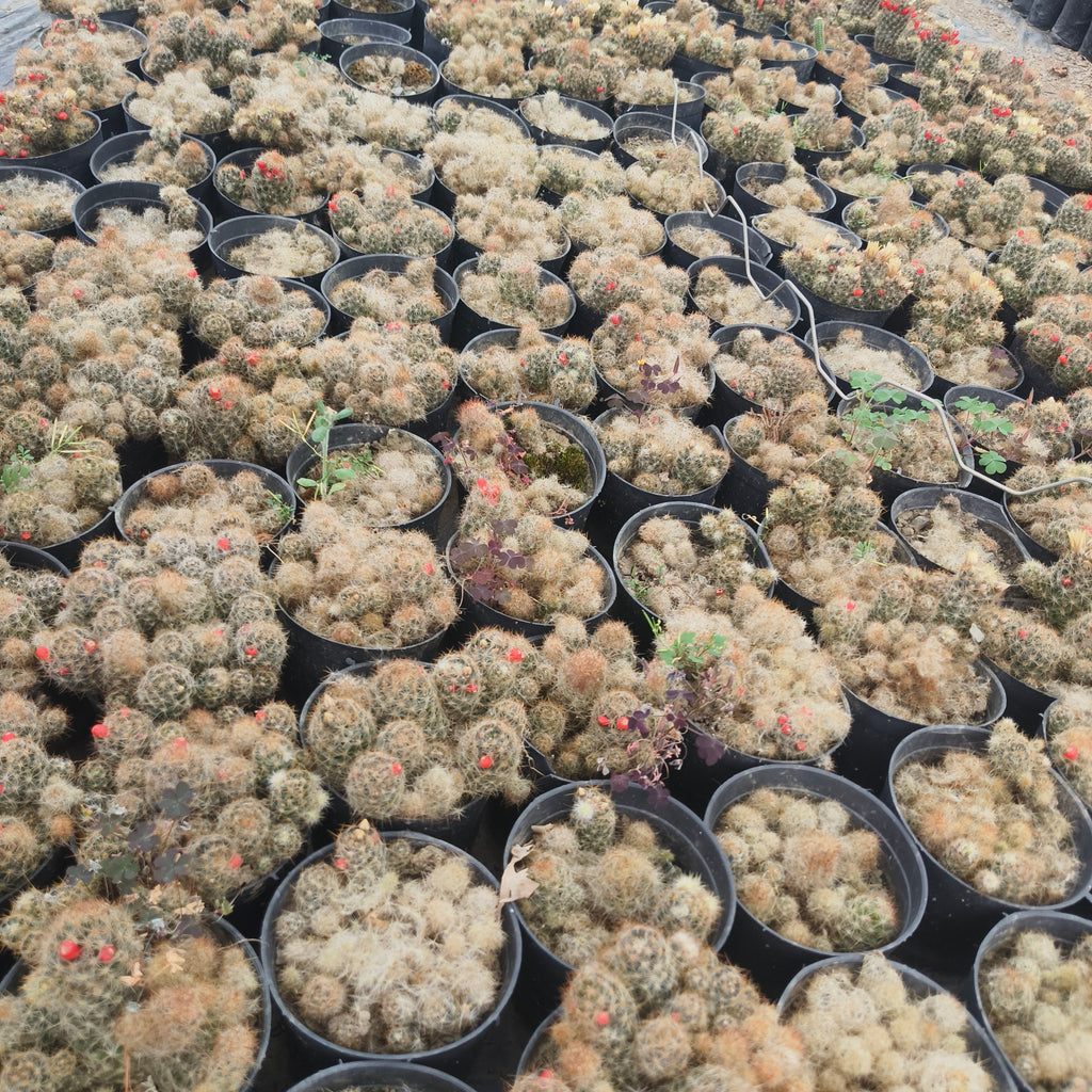 mammillaria prolifera