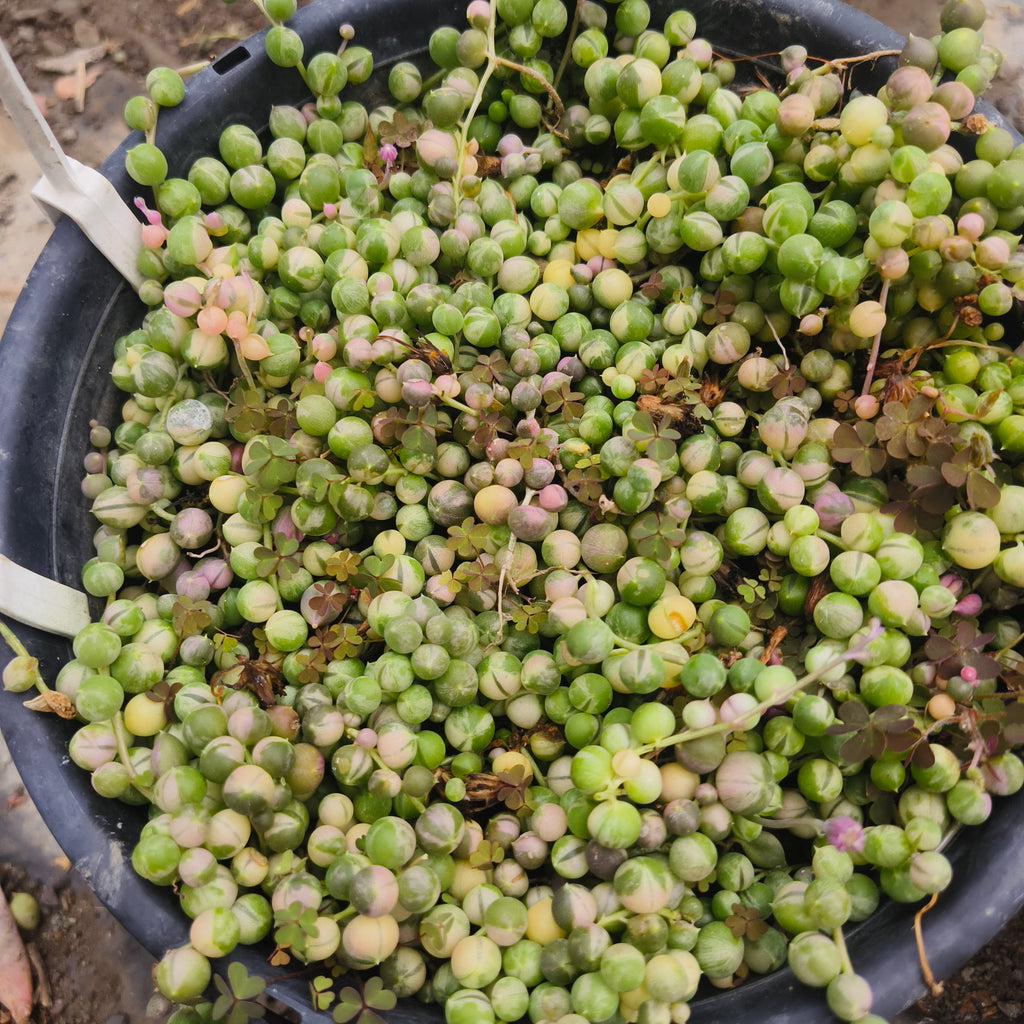 variegated string of pearls