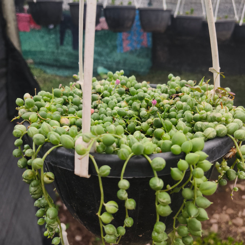 variegated string of pearls