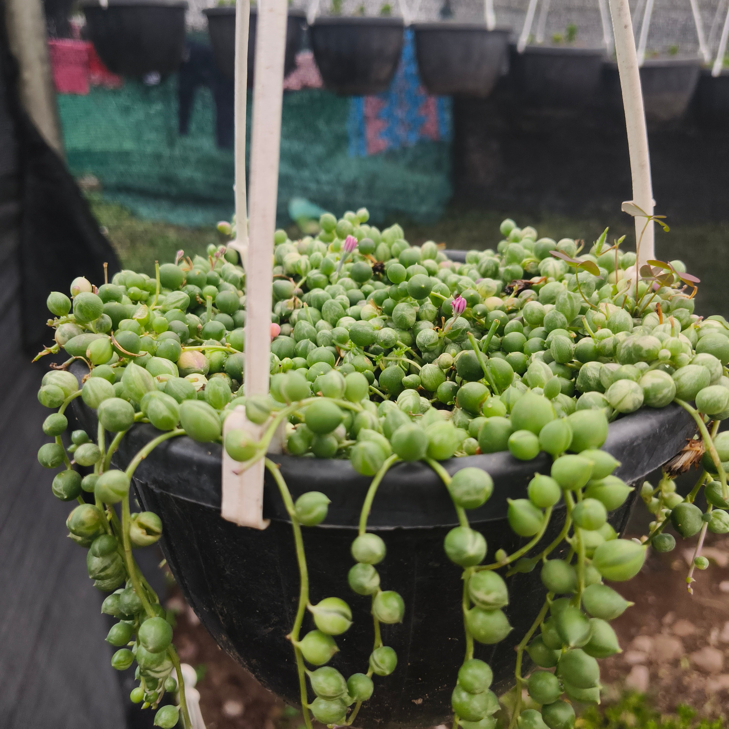 variegated string of pearls