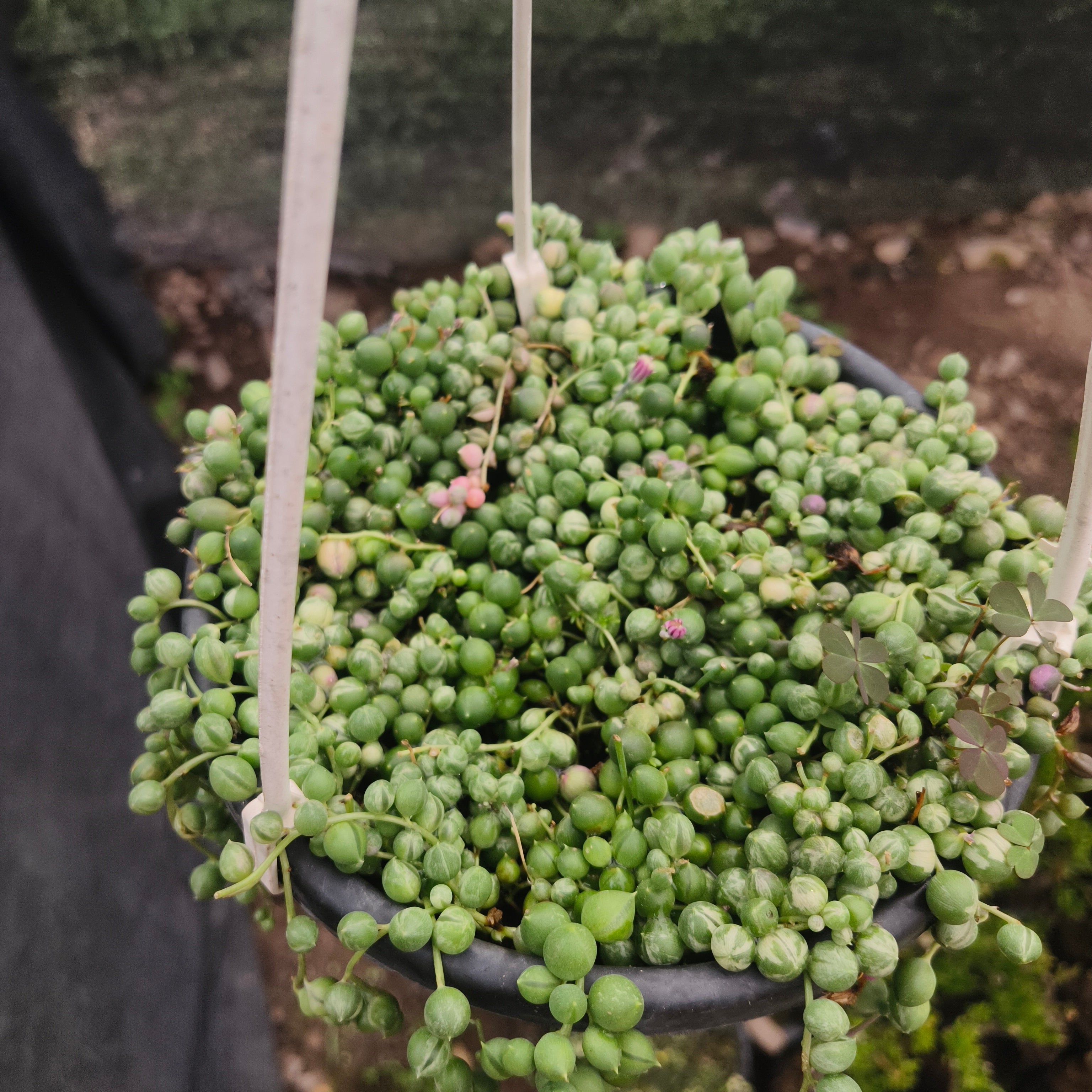 variegated string of pearls