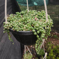 variegated string of pearls