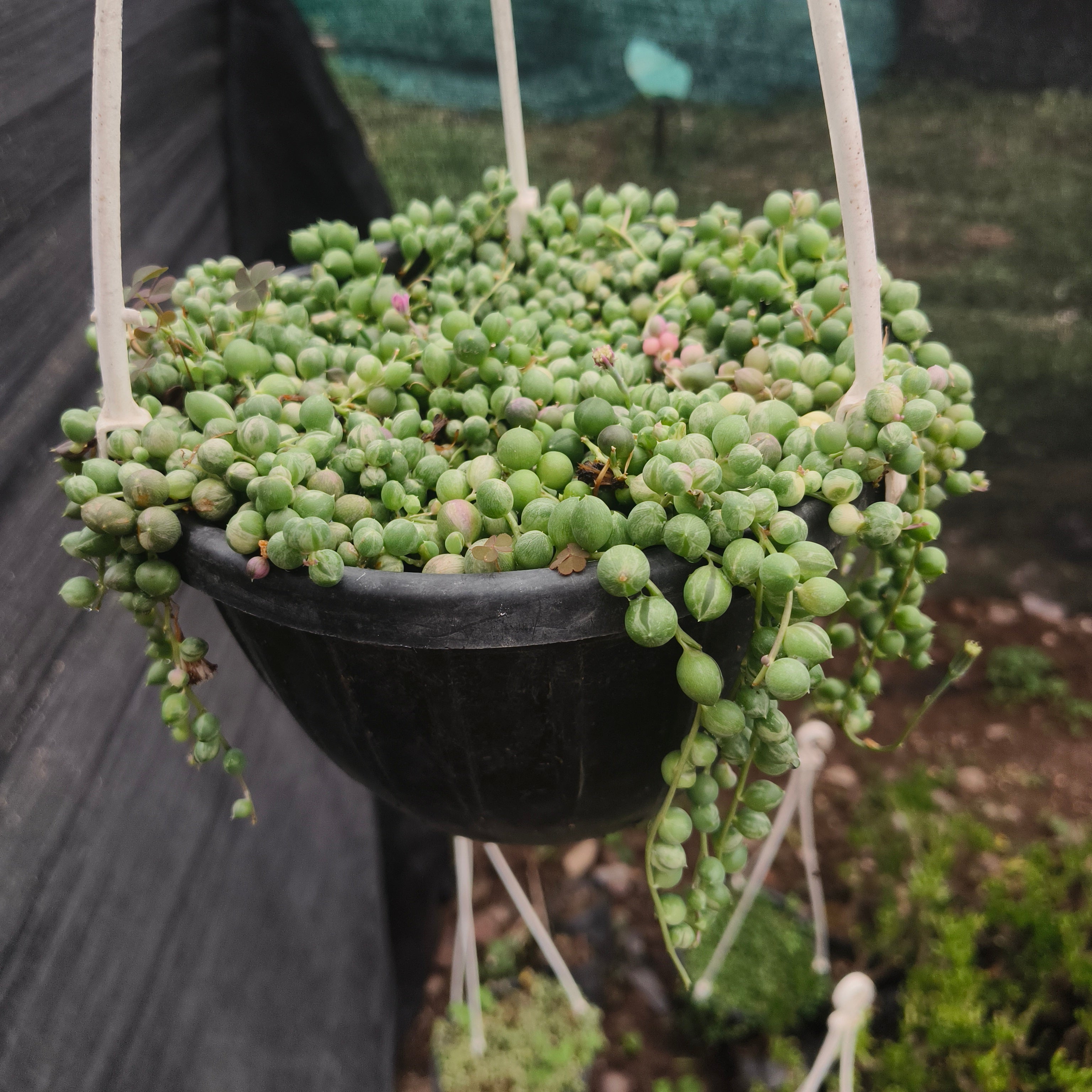 variegated string of pearls