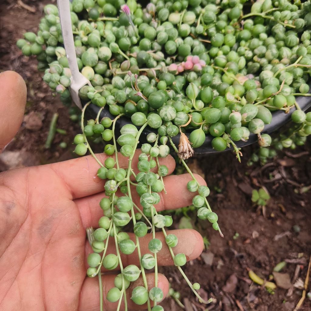 variegated string of pearls