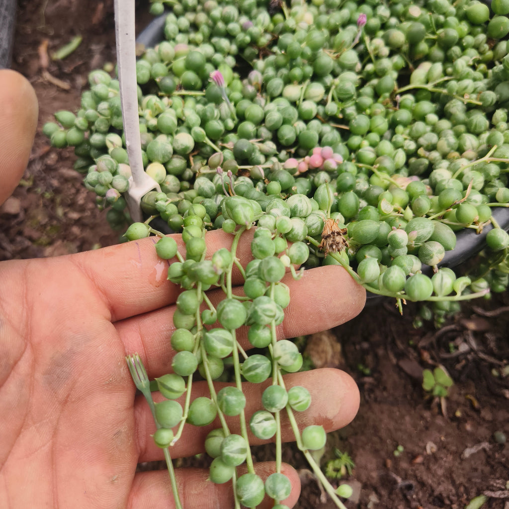 variegated string of pearls