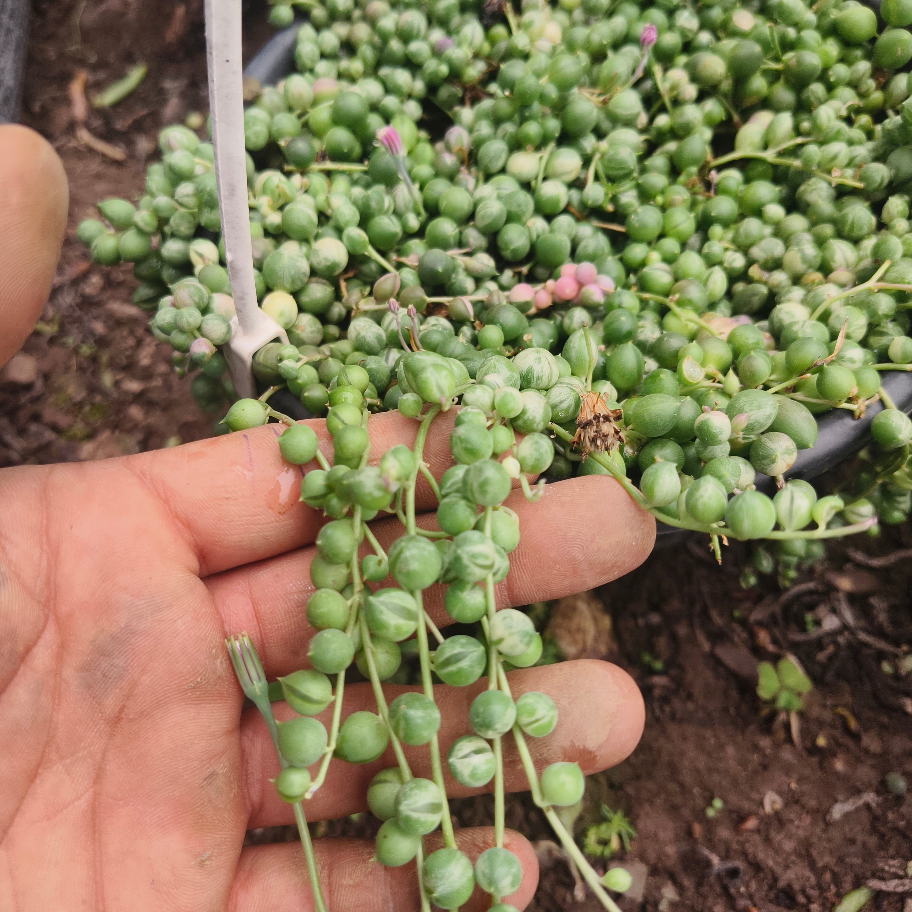 variegated string of pearls