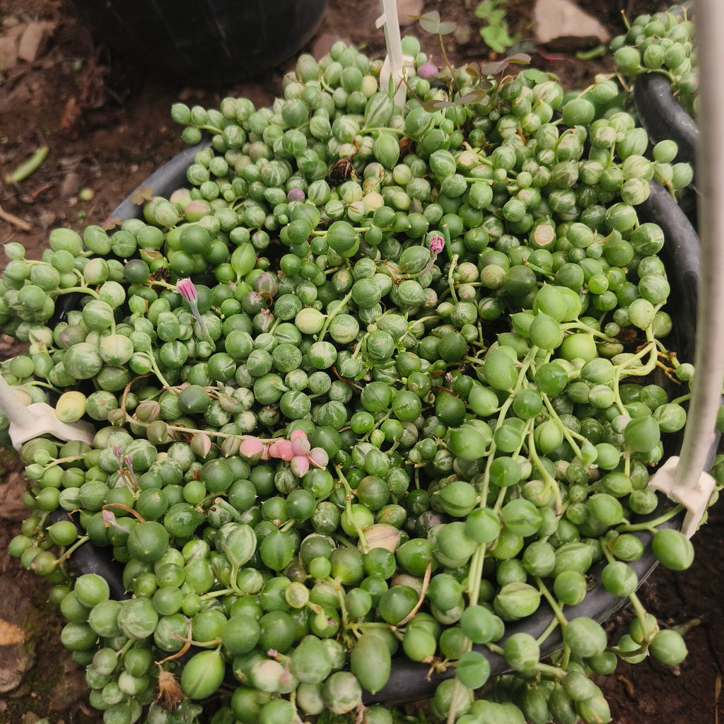 variegated string of pearls