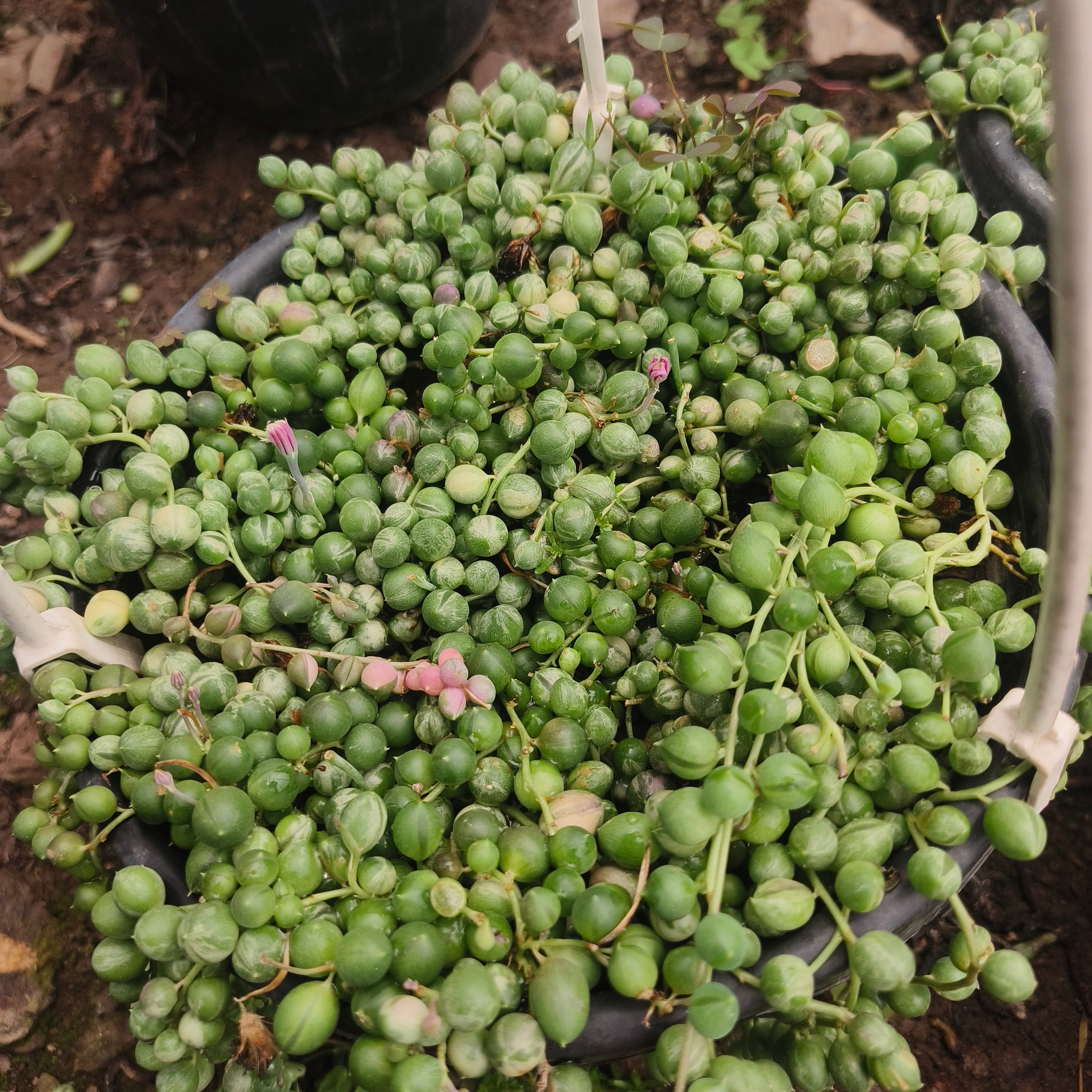 variegated string of pearls