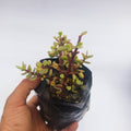 variegated elephant bush