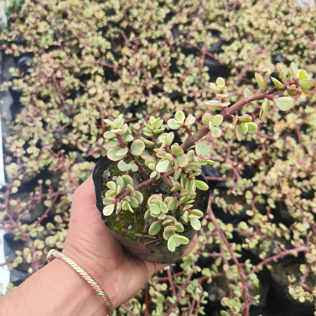variegated elephant bush