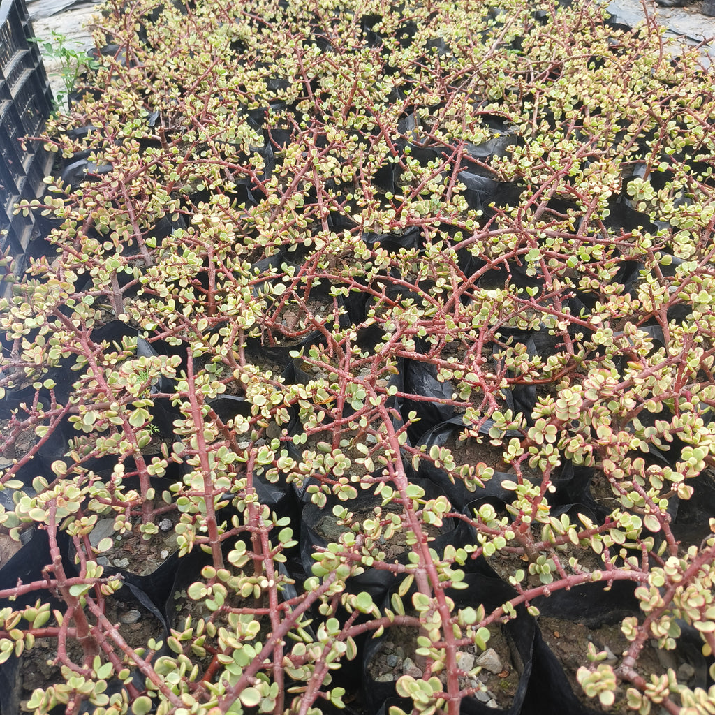 variegated elephant bush