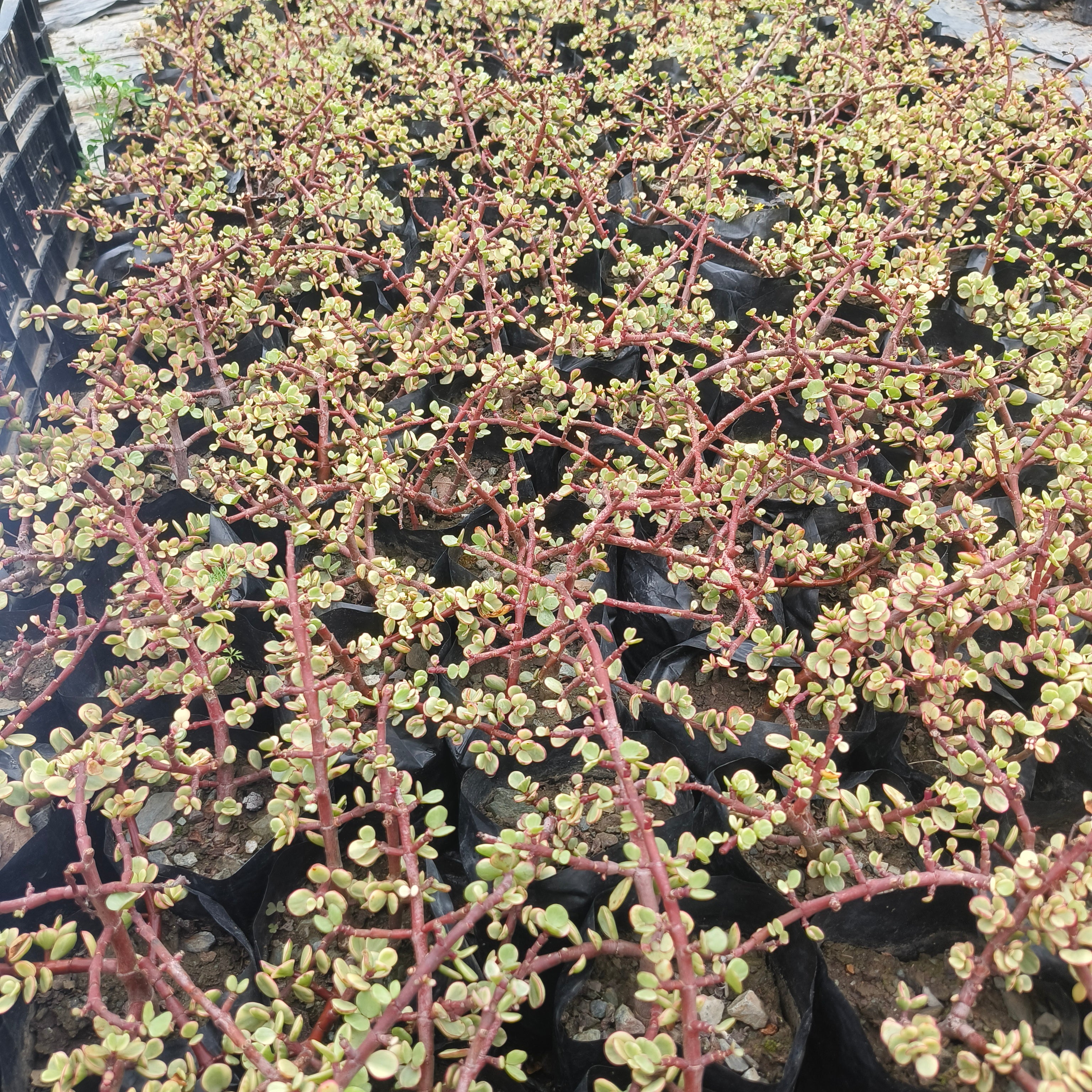 variegated elephant bush