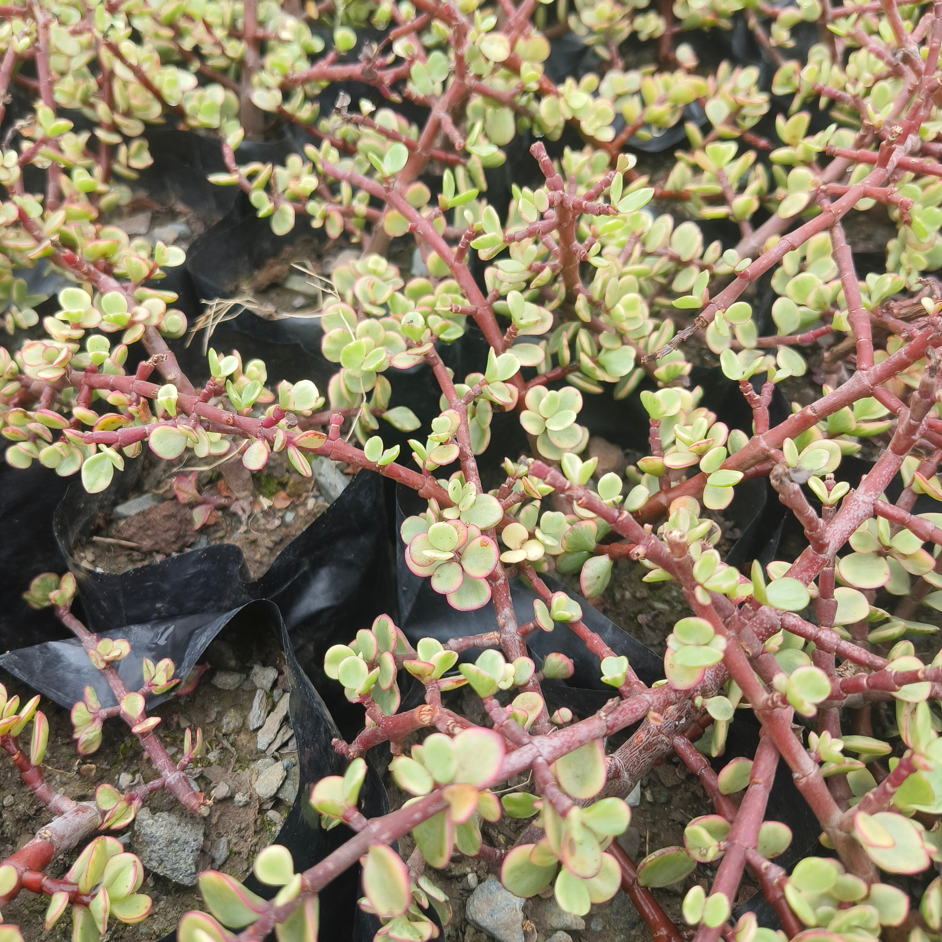 variegated elephant bush