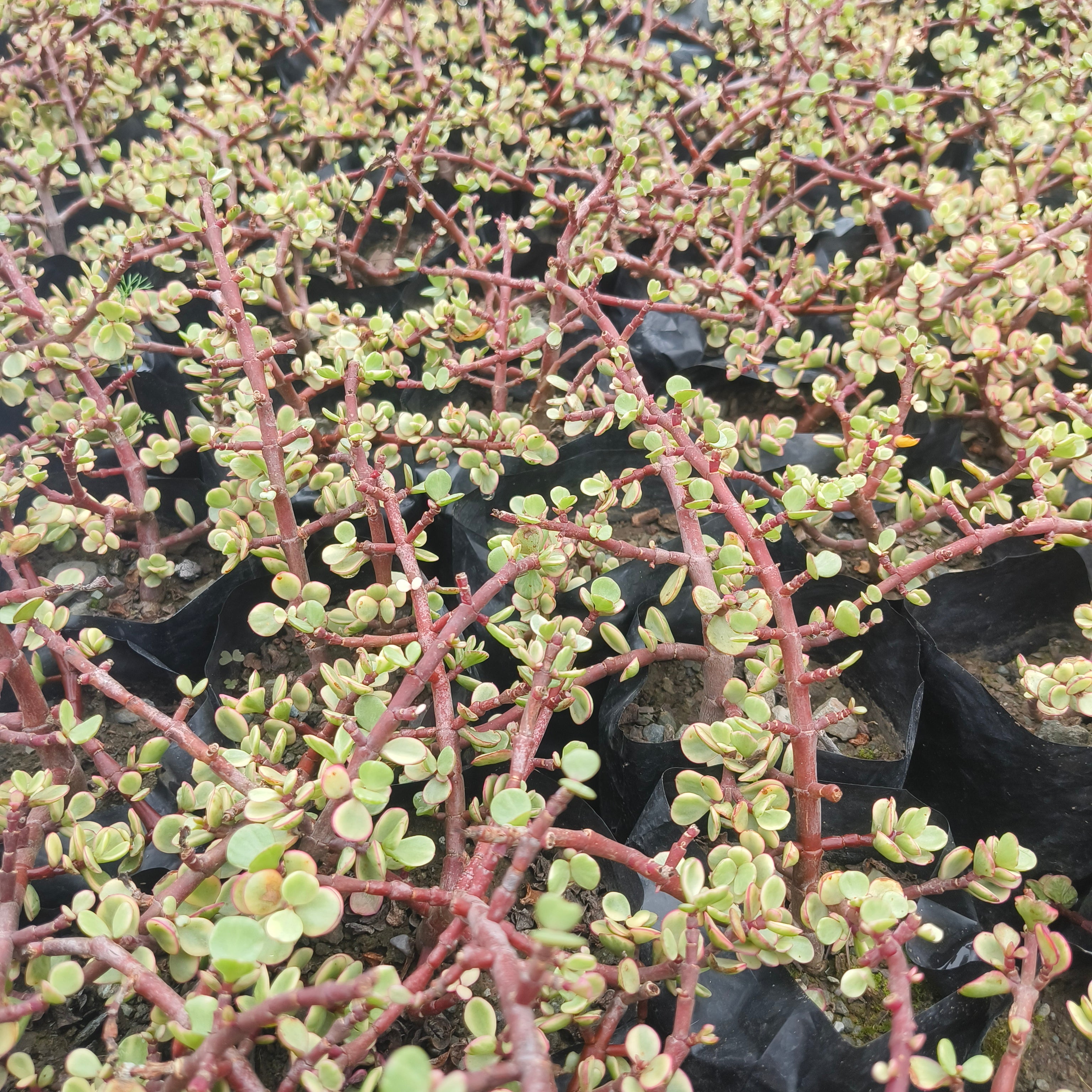variegated elephant bush