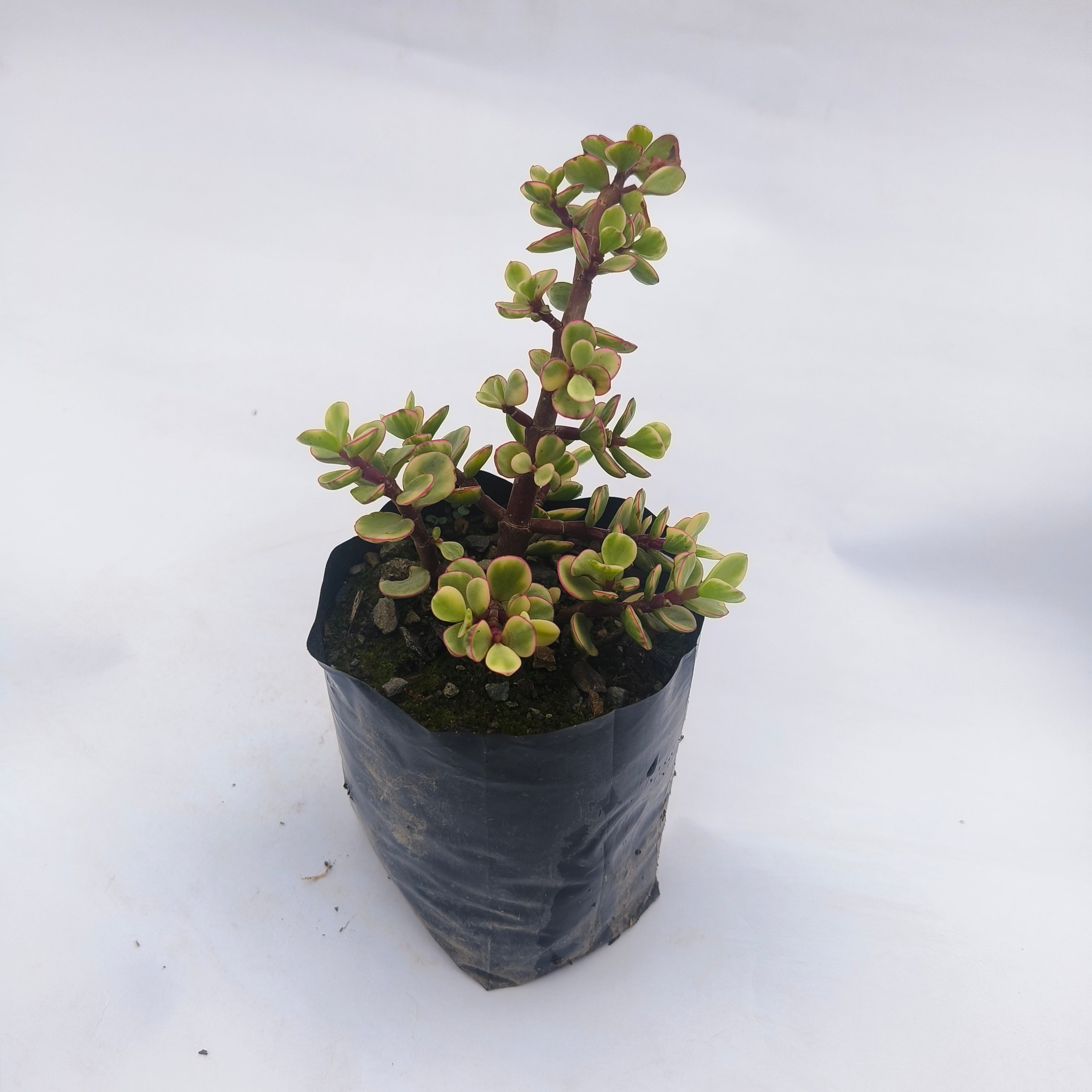 variegated elephant bush